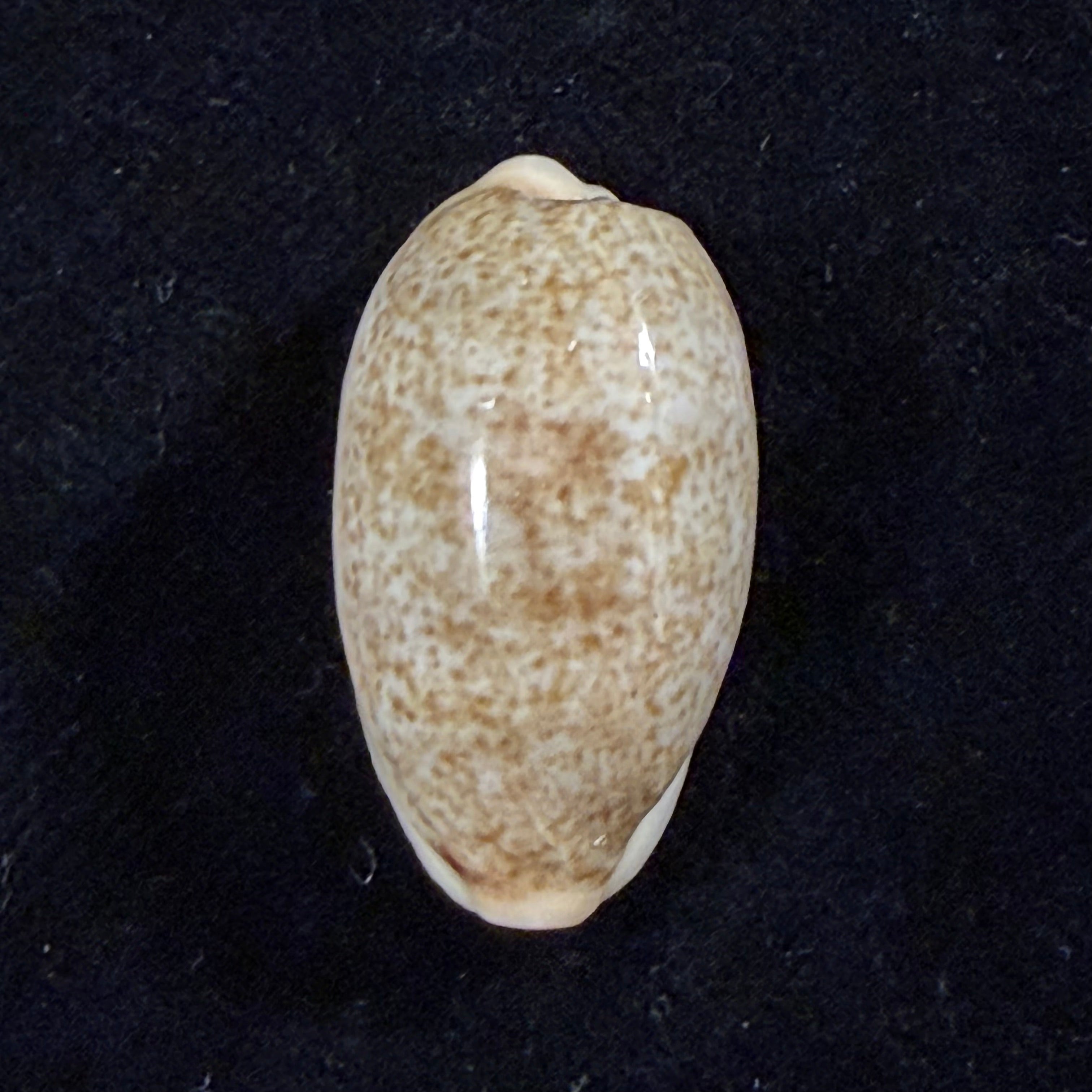 Erronea errones (Linnaeus, 1758) - 28,5mm