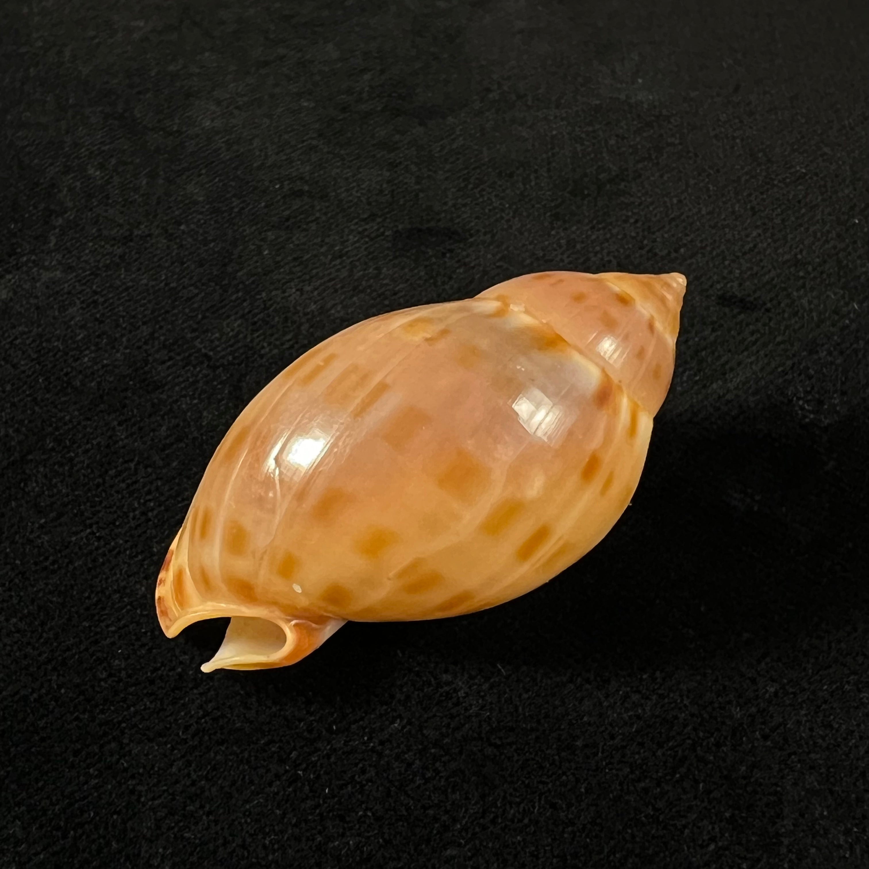Casmaria atlantica Clench, 1944 - 46mm