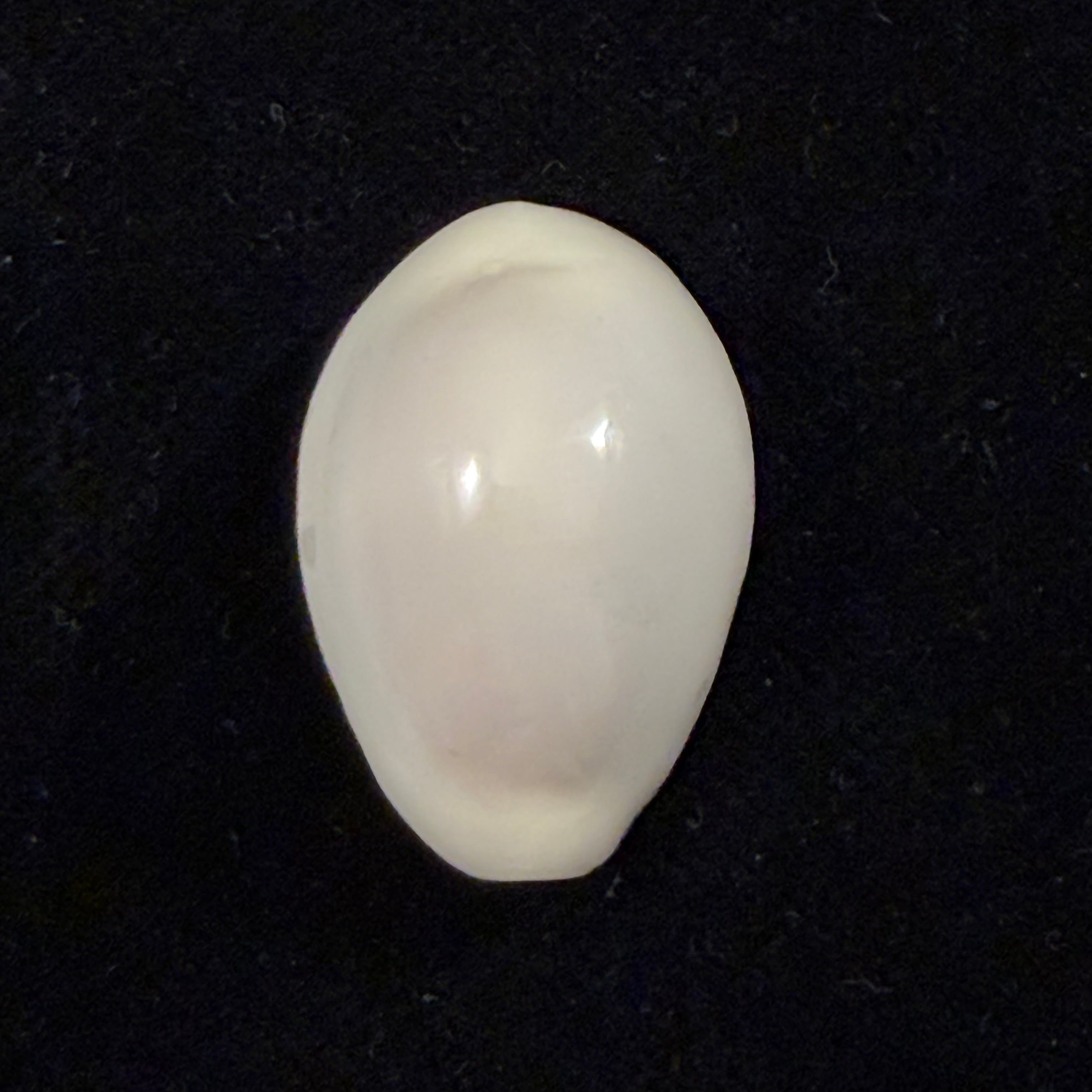 Monetaria annulus (Linnaeus, 1758) - 24,9mm