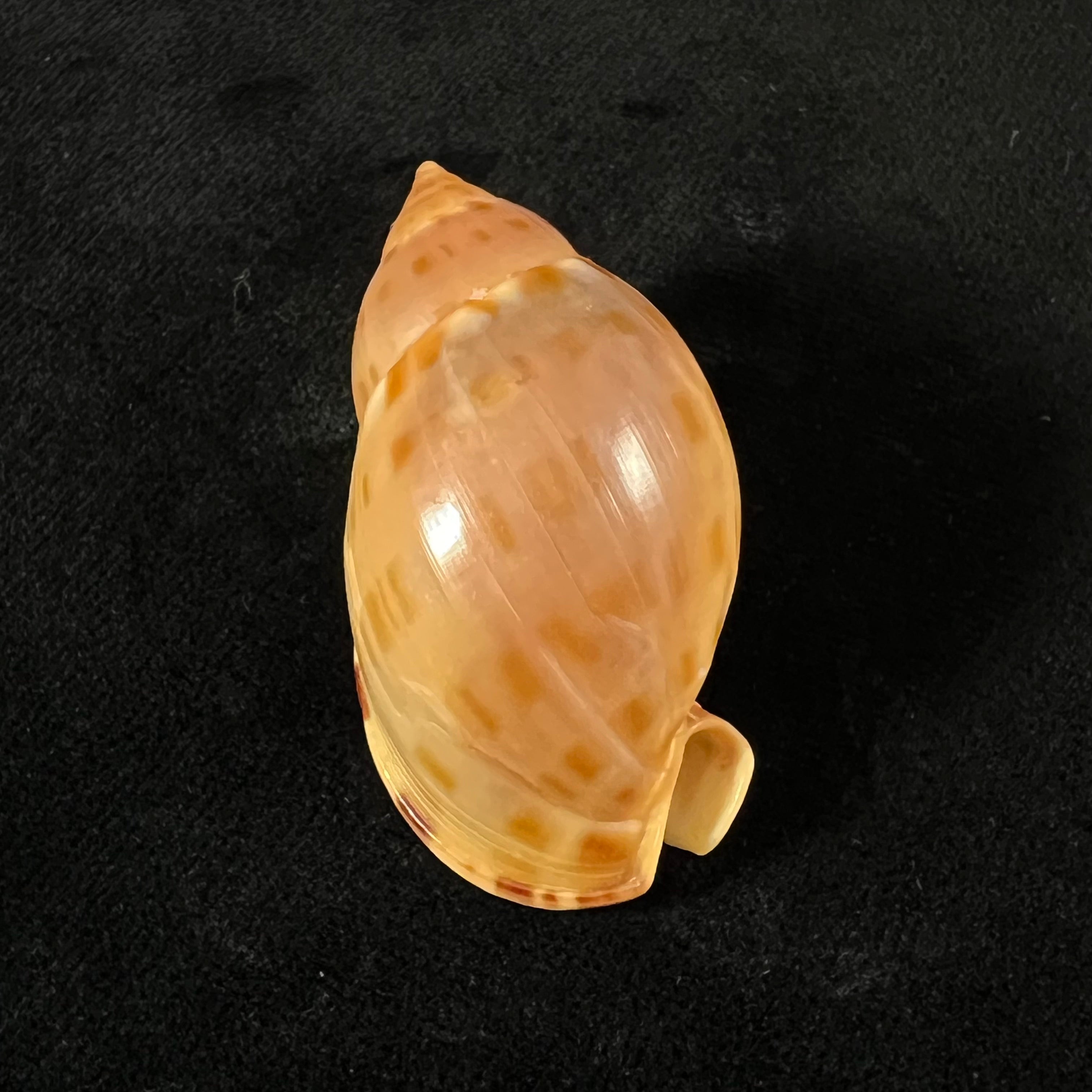 Casmaria atlantica Clench, 1944 - 46mm