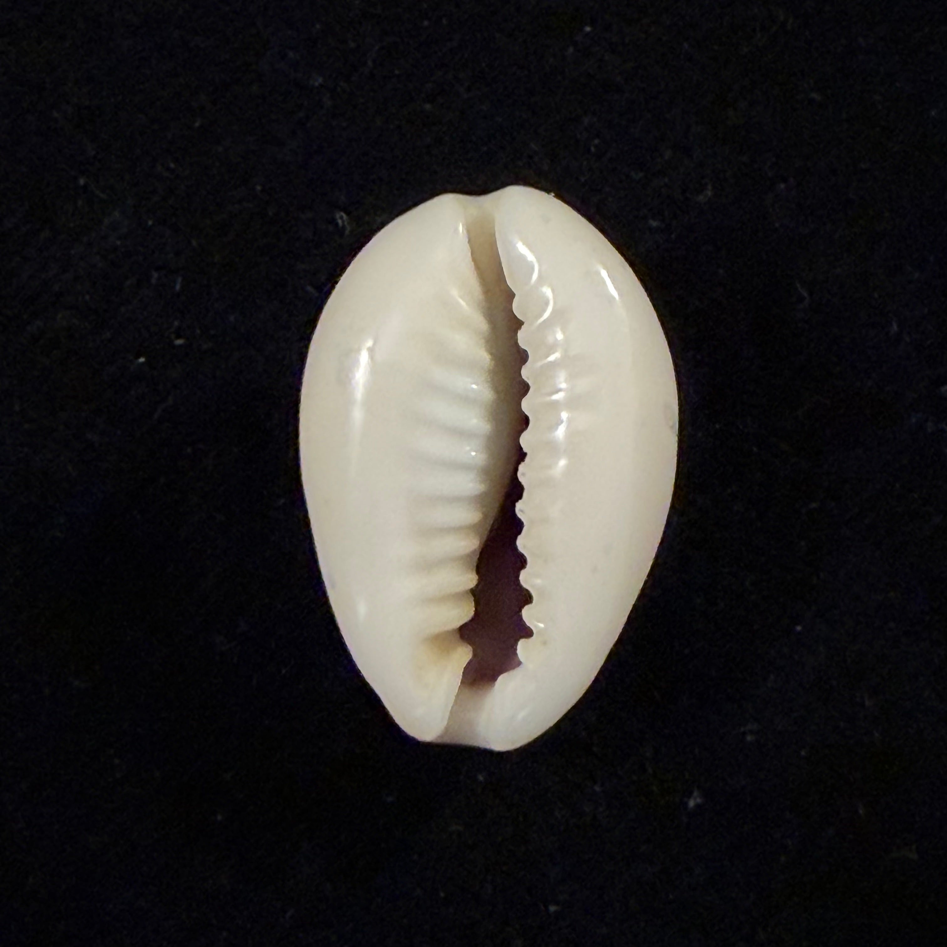 Monetaria annulus (Linnaeus, 1758) - 24,9mm