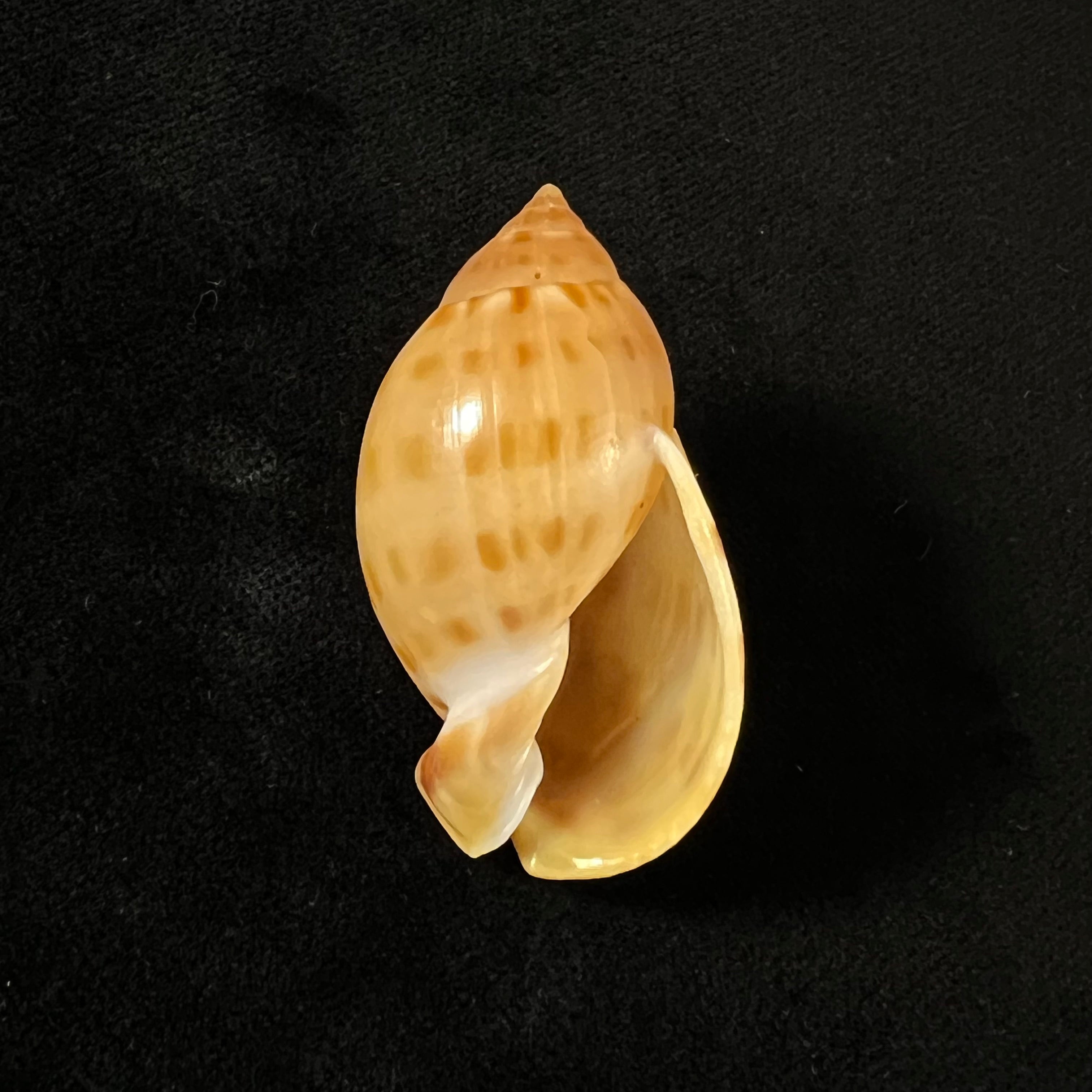 Casmaria atlantica Clench, 1944 - 46mm