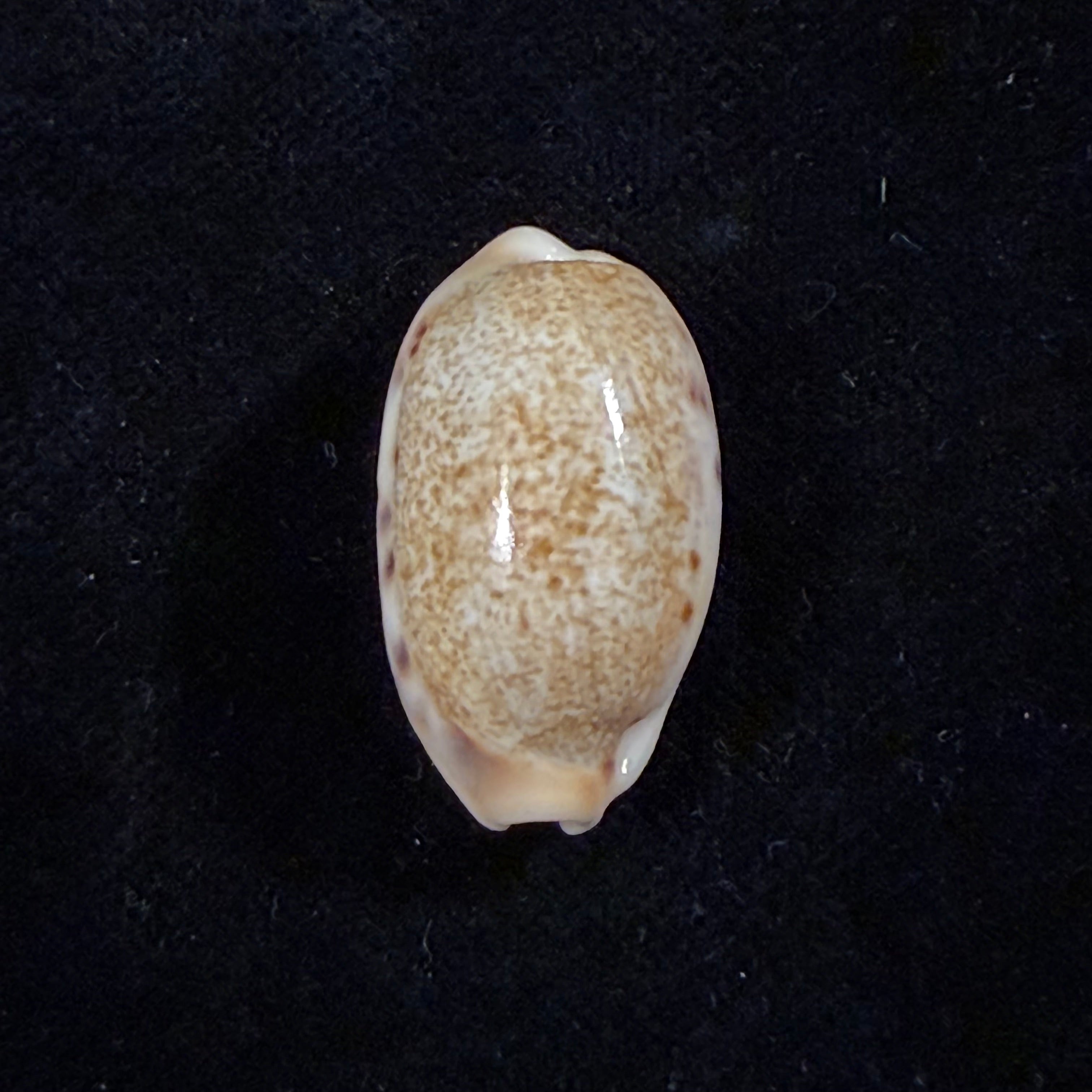 Erronea caurica (Linnaeus, 1758) - 26,7mm