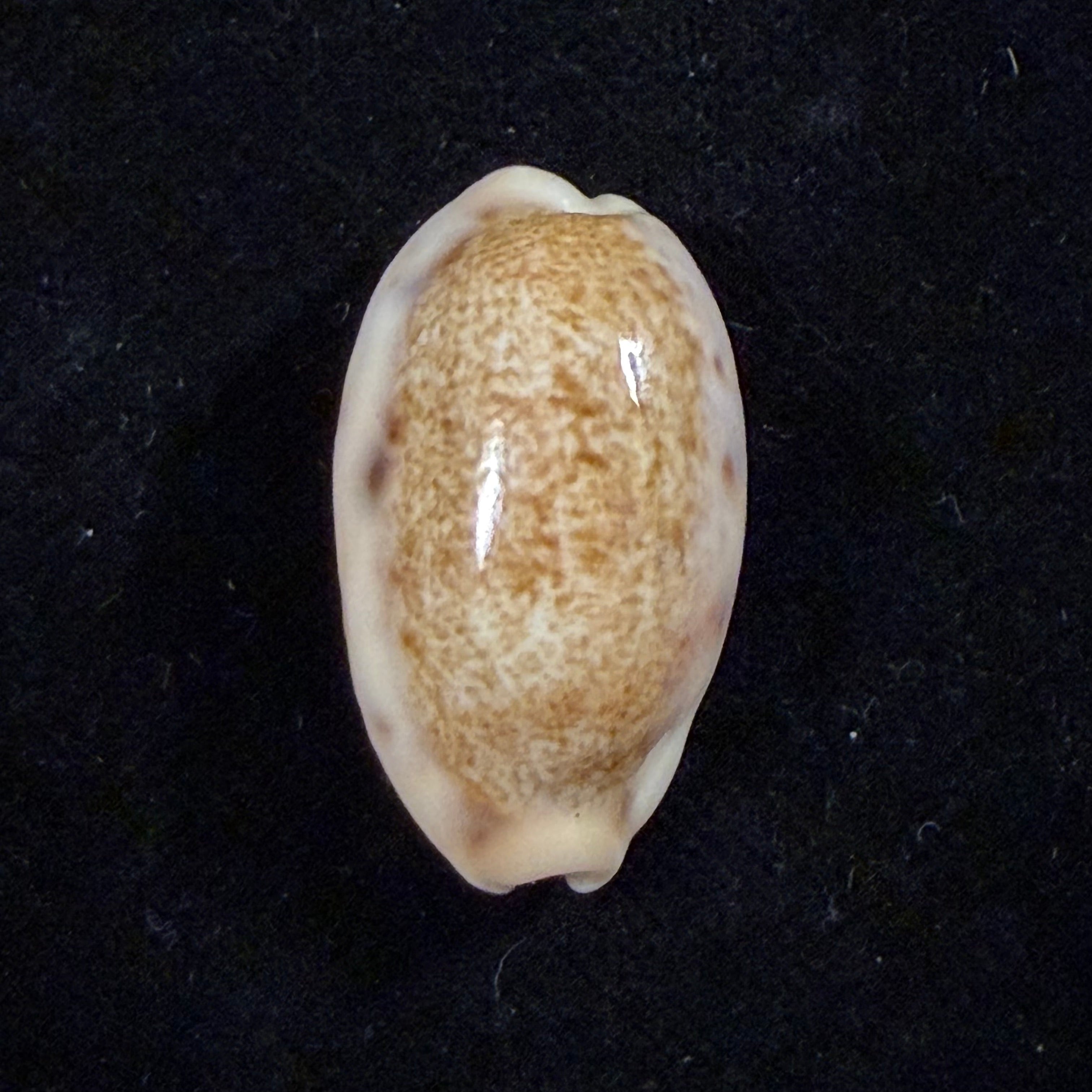 Erronea caurica (Linnaeus, 1758) - 26,6mm