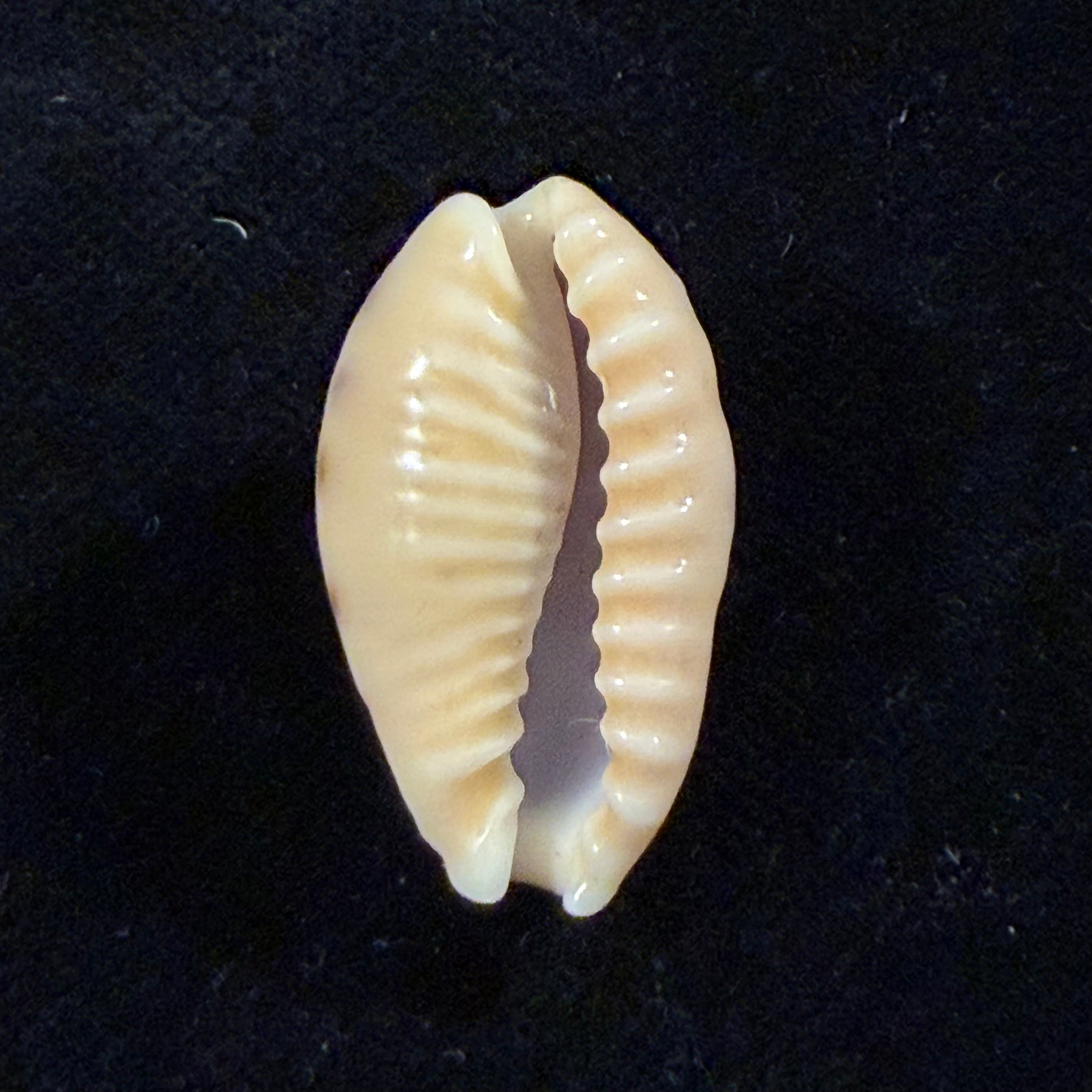 Erronea caurica (Linnaeus, 1758) - 26,8mm