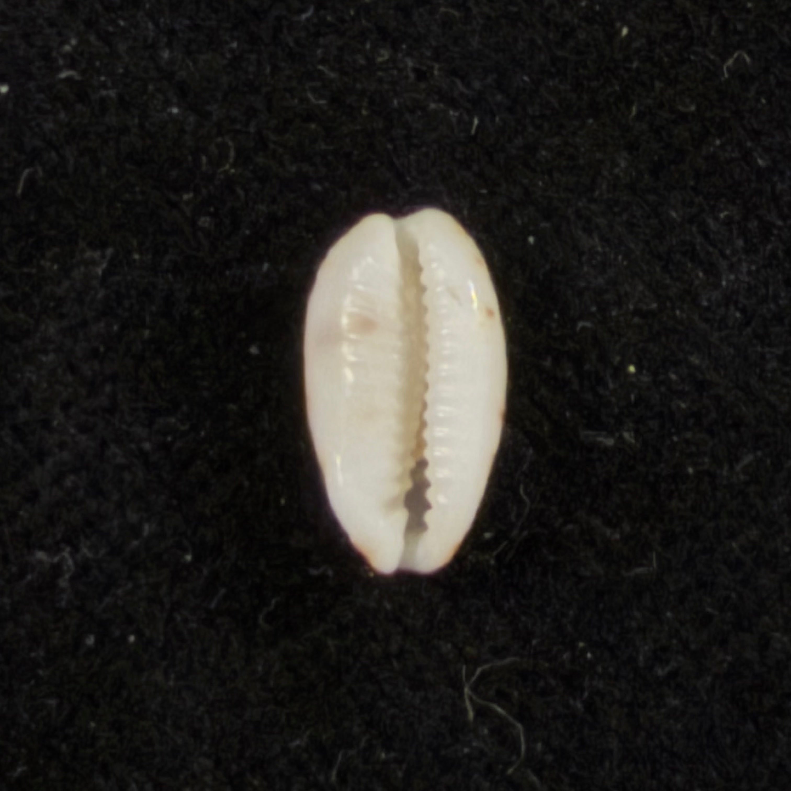 Bistolida kieneri (Hidalgo, 1906) - 10,3mm