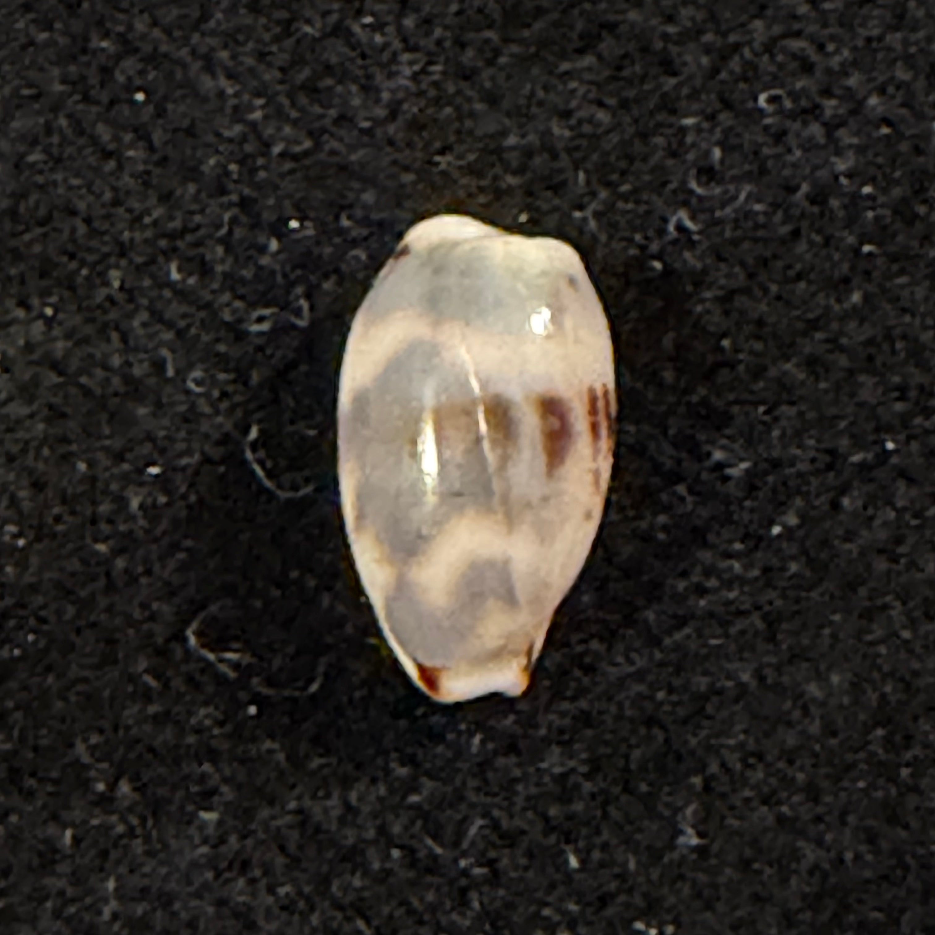 Bistolida kieneri (Hidalgo, 1906) - 11mm