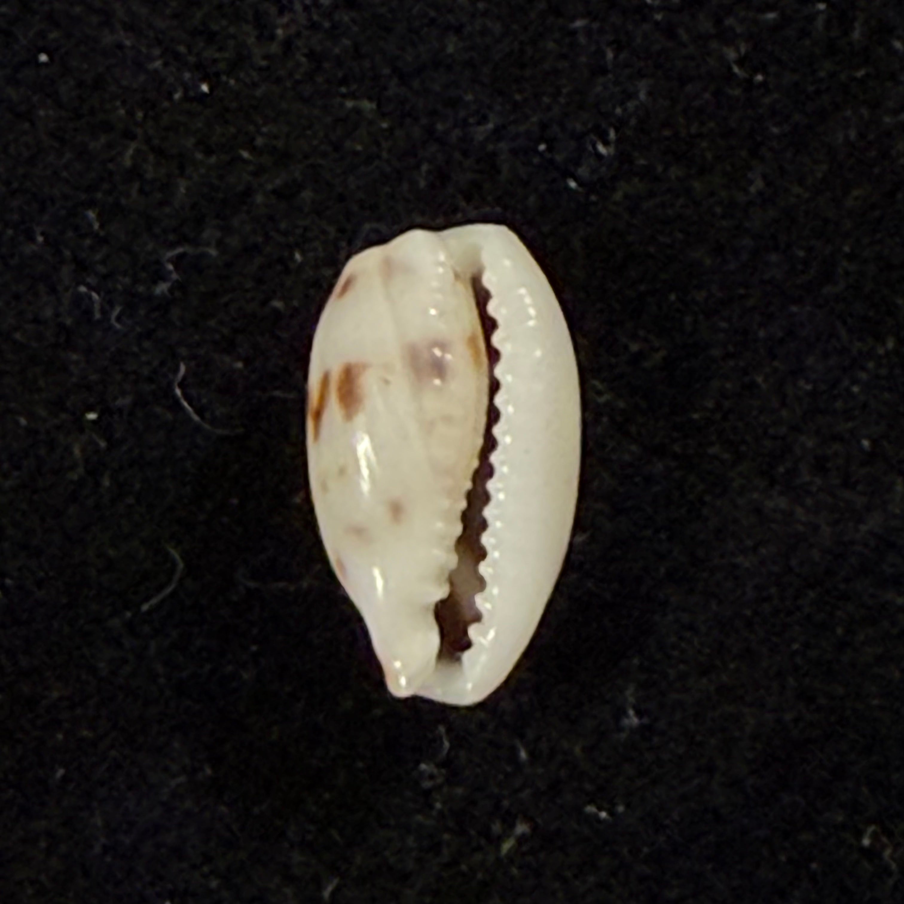 Bistolida kieneri (Hidalgo, 1906) - 11mm
