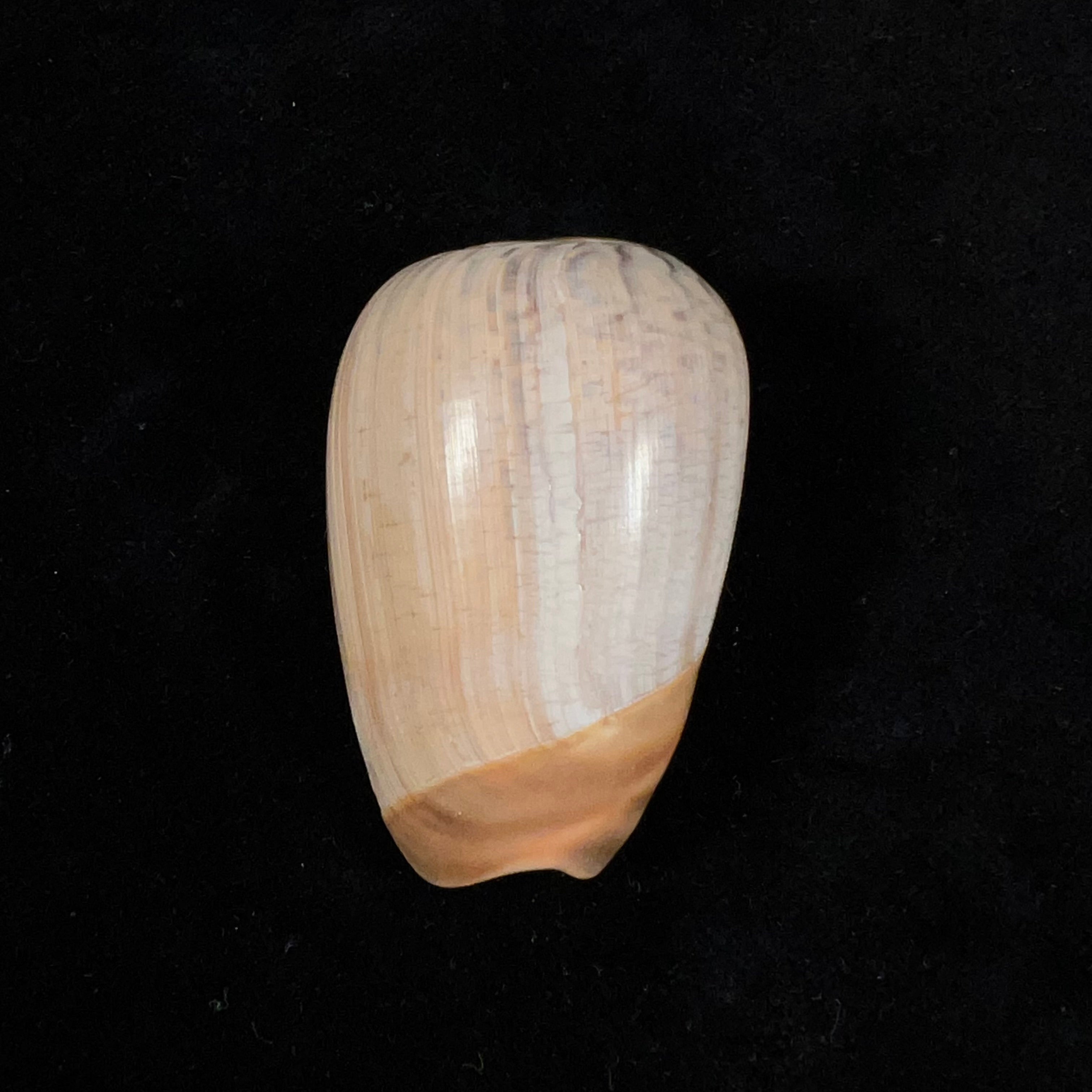 Olivancillaria urceus (Röding, 1798) - 51,9mm