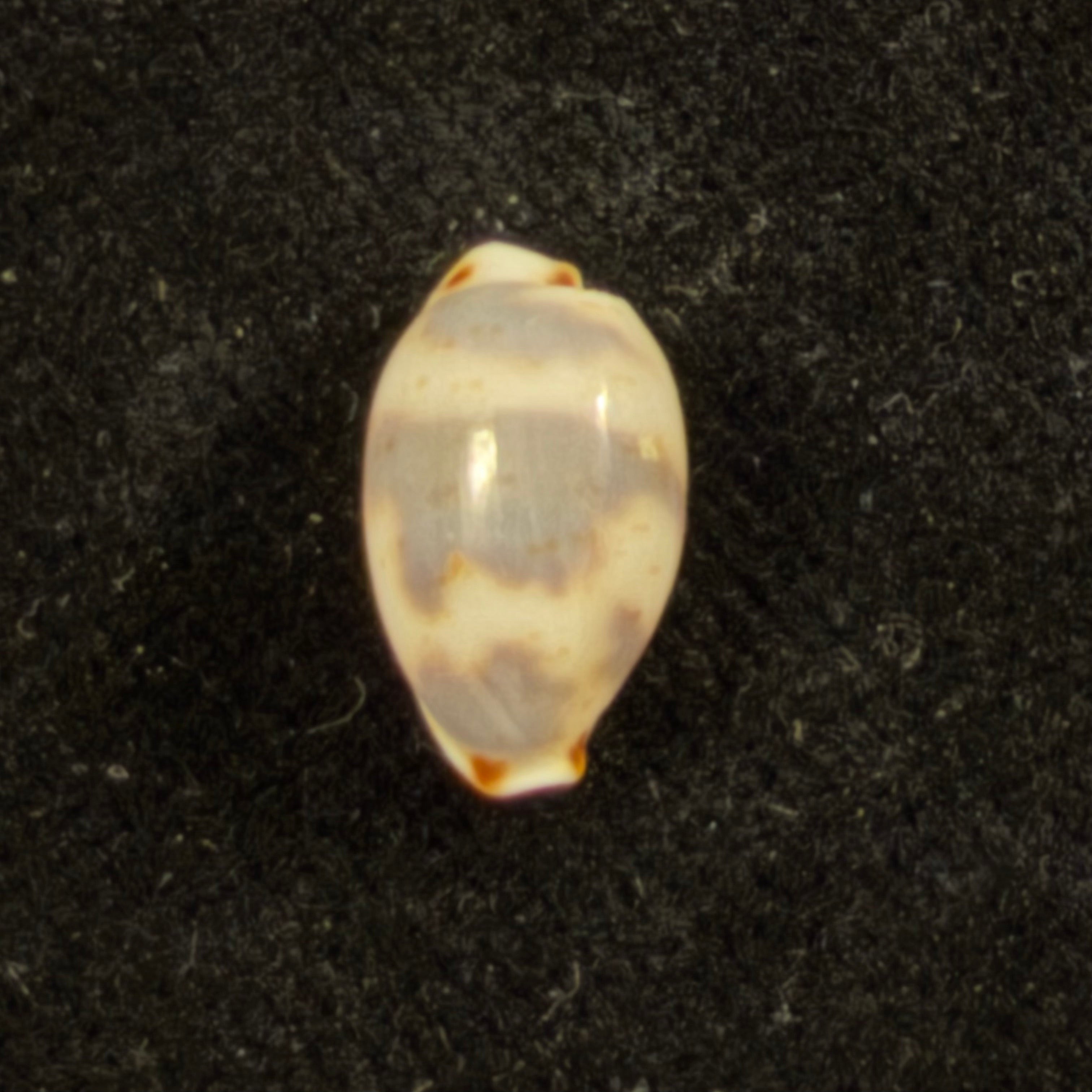 Bistolida kieneri (Hidalgo, 1906) - 11,7mm