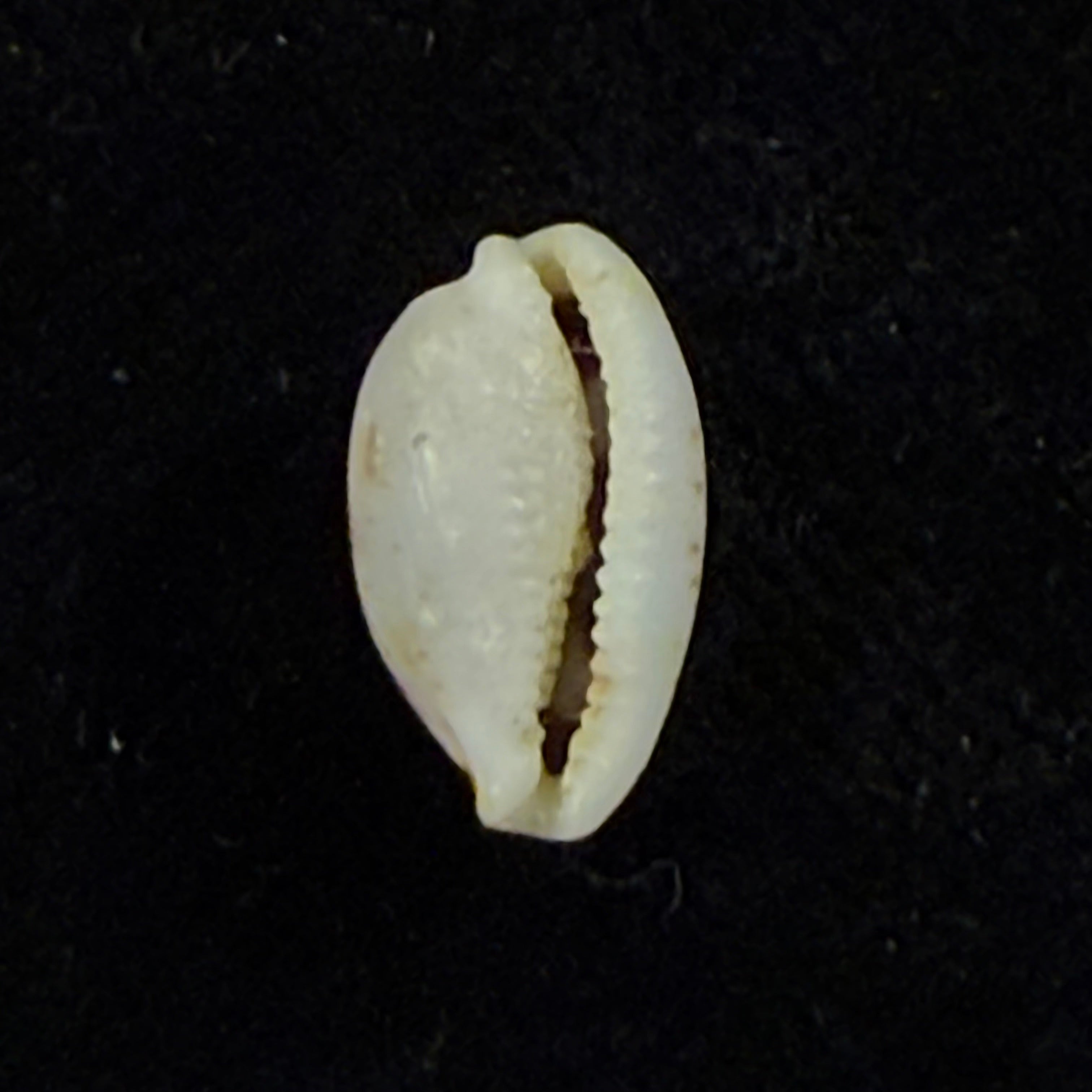 Bistolida kieneri (Hidalgo, 1906) - 11,7mm