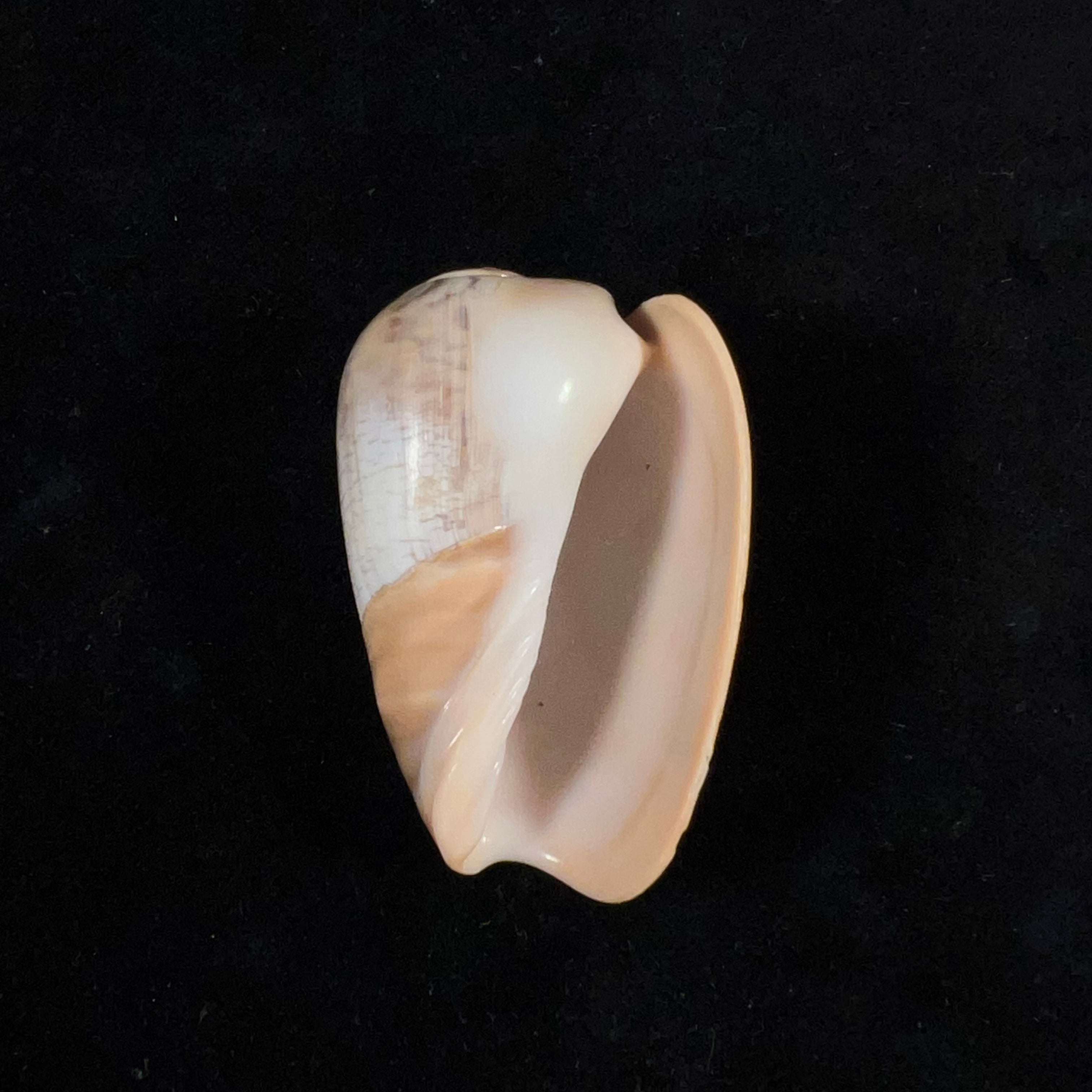 Olivancillaria urceus (Röding, 1798) - 51,9mm