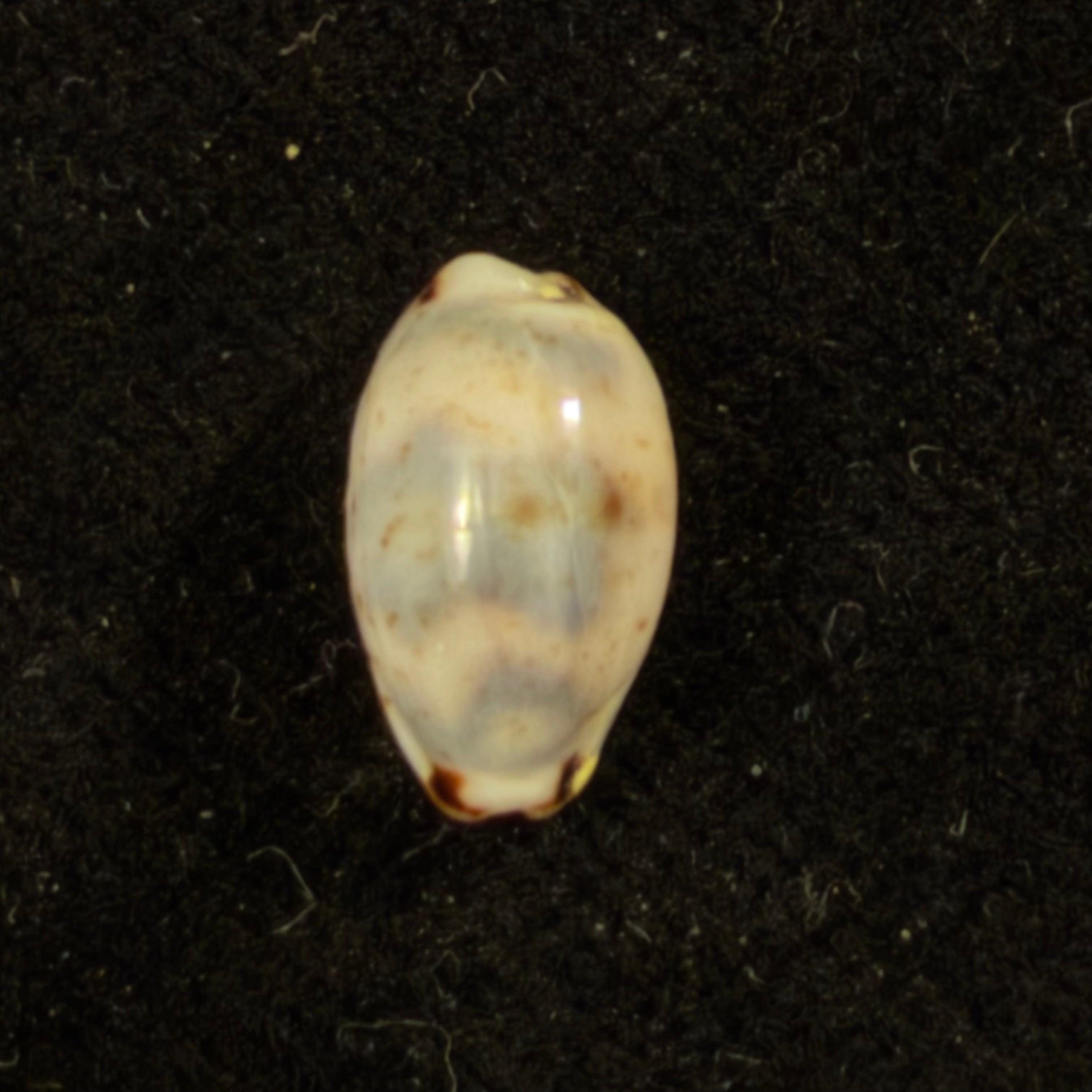 Bistolida kieneri (Hidalgo, 1906) - 11,5mm