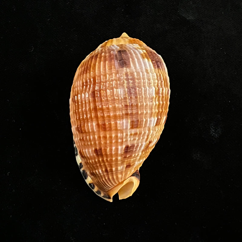 Cypraecassis testiculus (Linnaeus, 1758) - 56,7mm