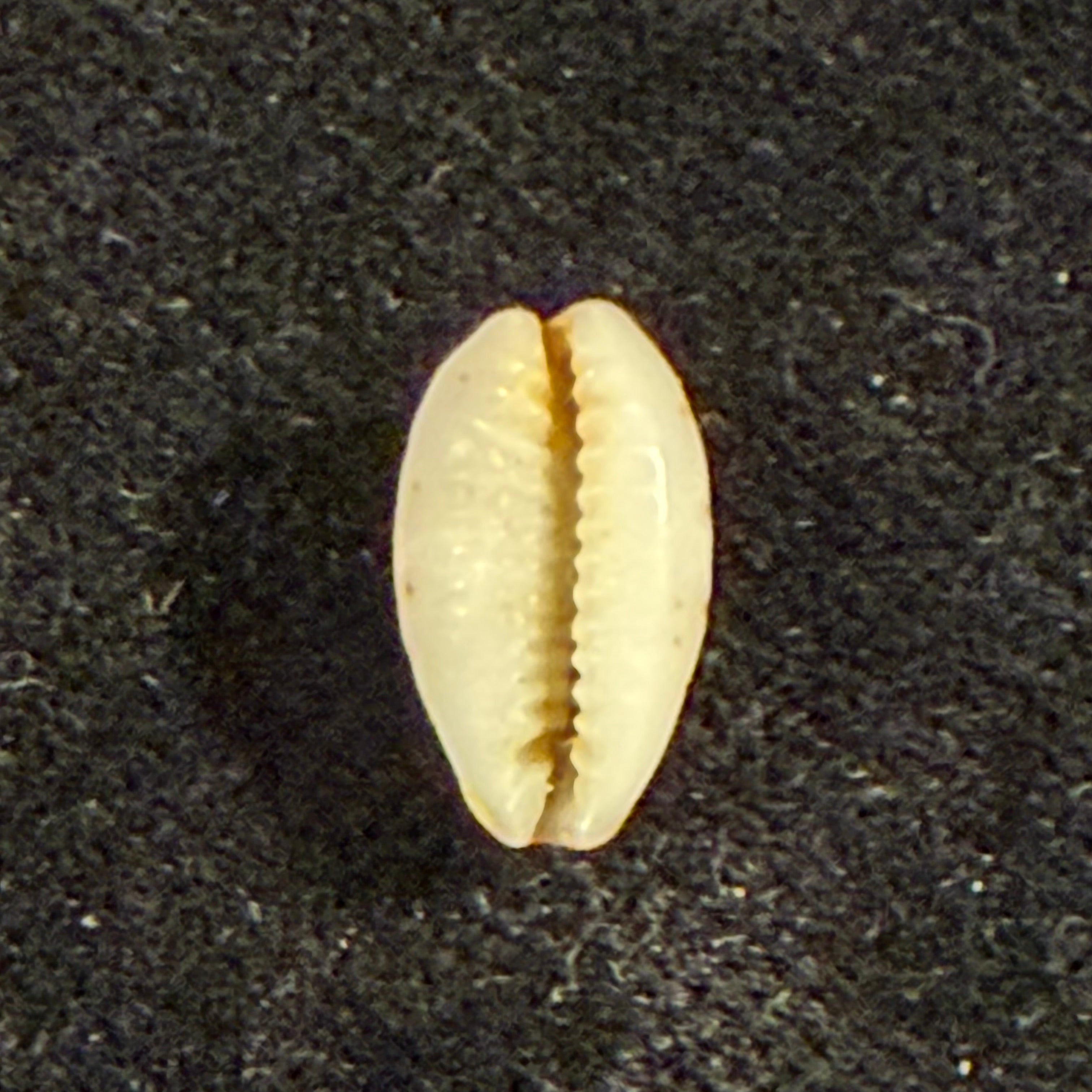 Bistolida kieneri (Hidalgo, 1906) - 11,5mm