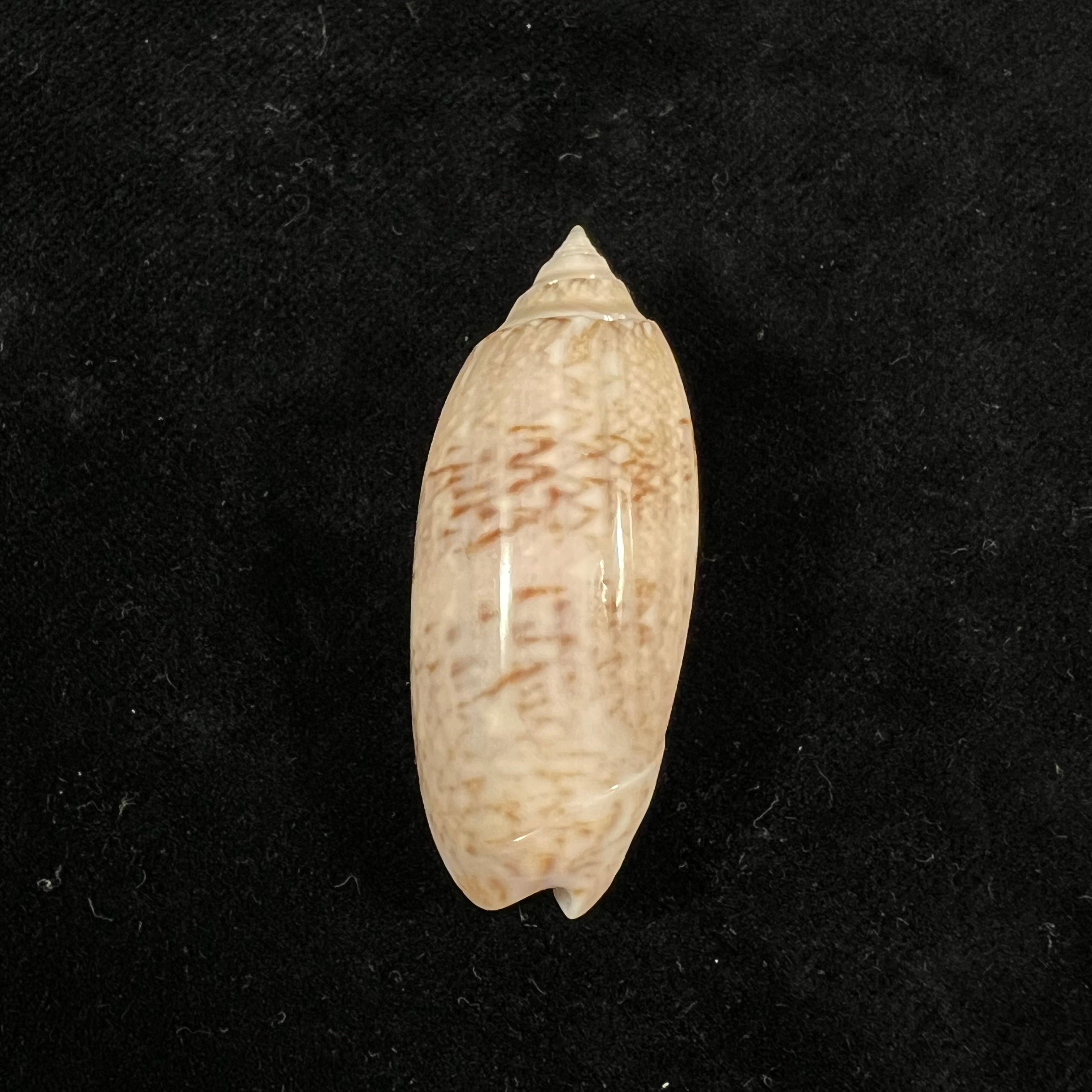 Oliva sayana Ravenel, 1834 - 44,3mm