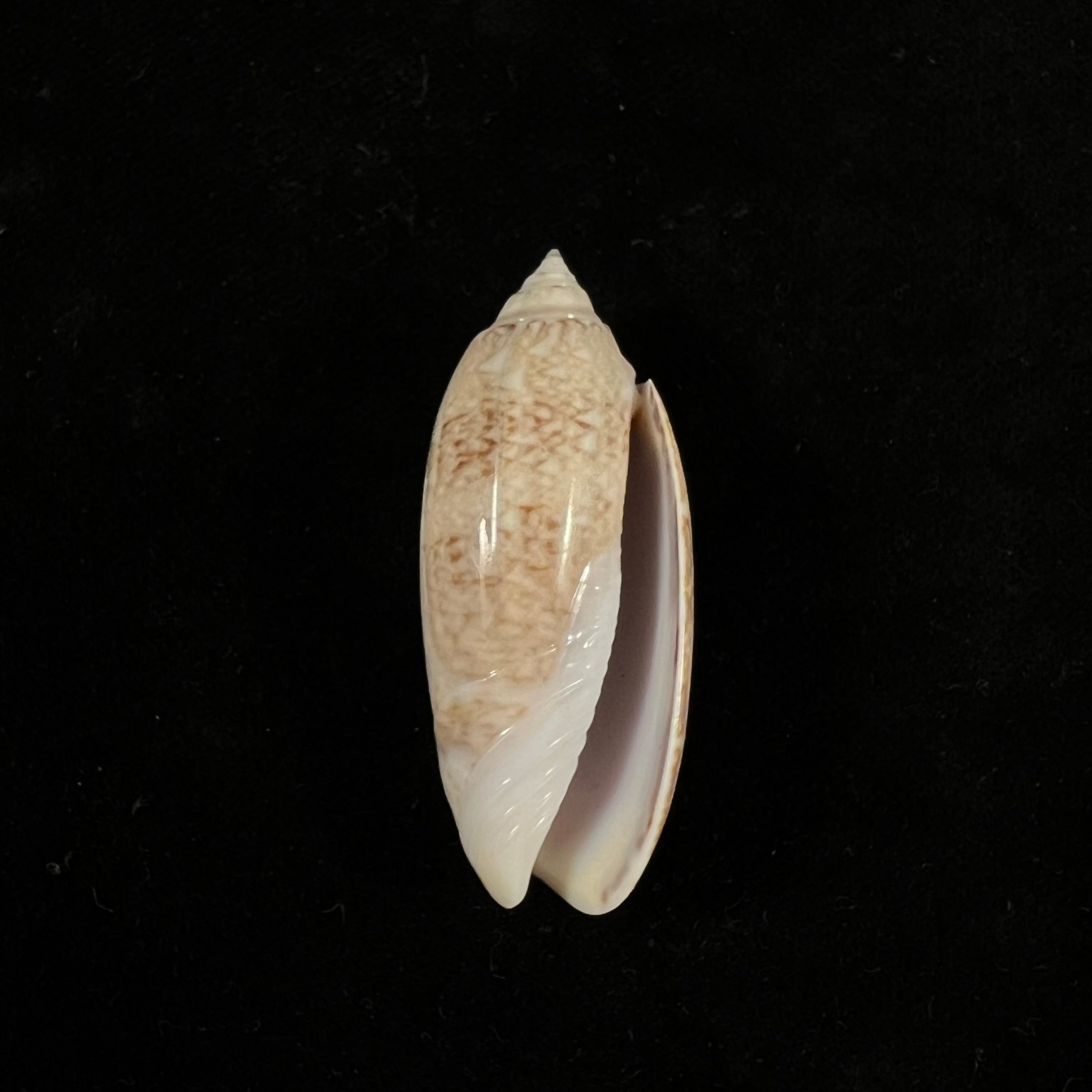 Oliva sayana Ravenel, 1834 - 44,3mm