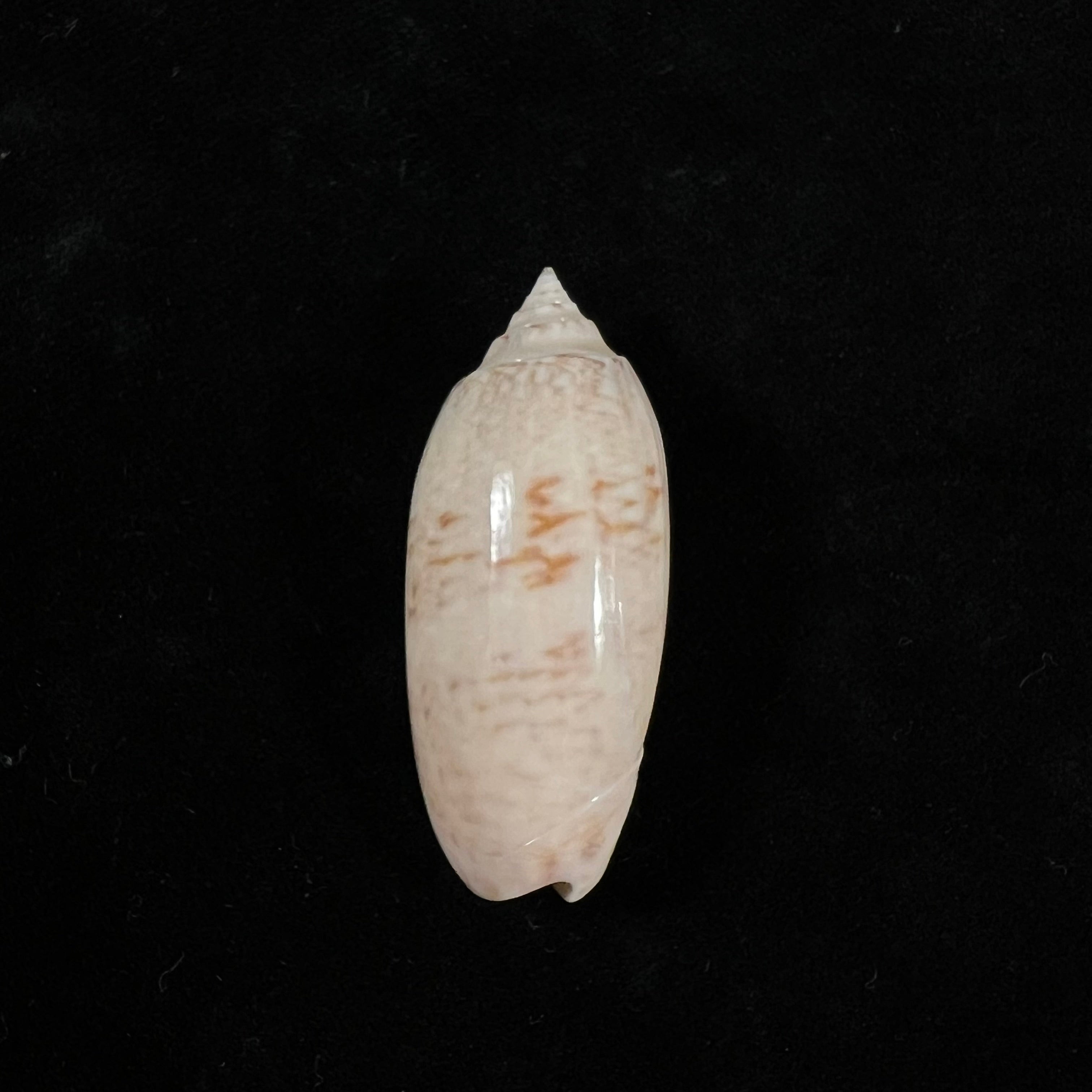 Oliva sayana Ravenel, 1834 - 44,8mm