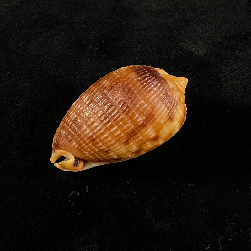 Cypraecassis testiculus (Linnaeus, 1758) - 35,7mm