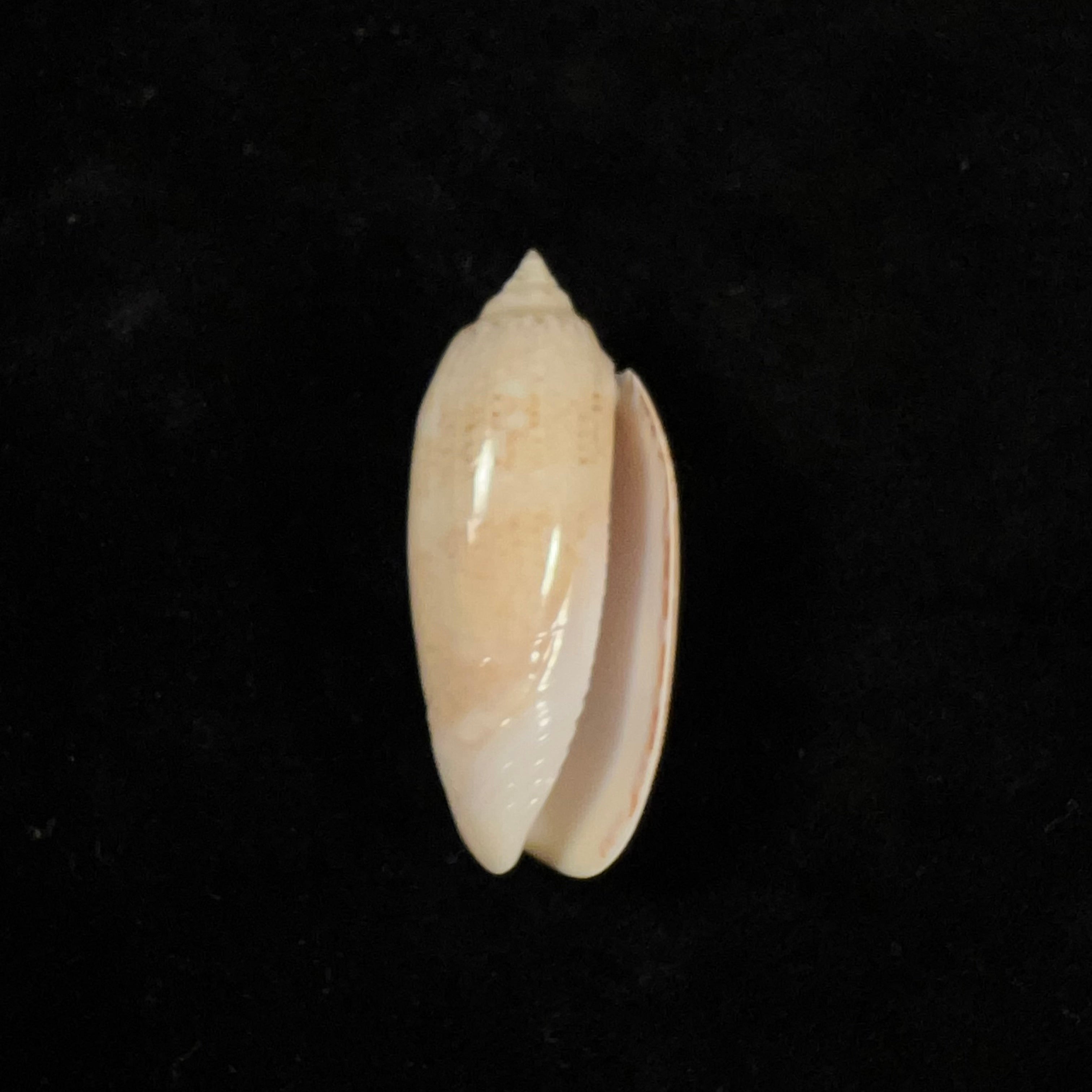 Oliva sayana Ravenel, 1834 - 44,8mm