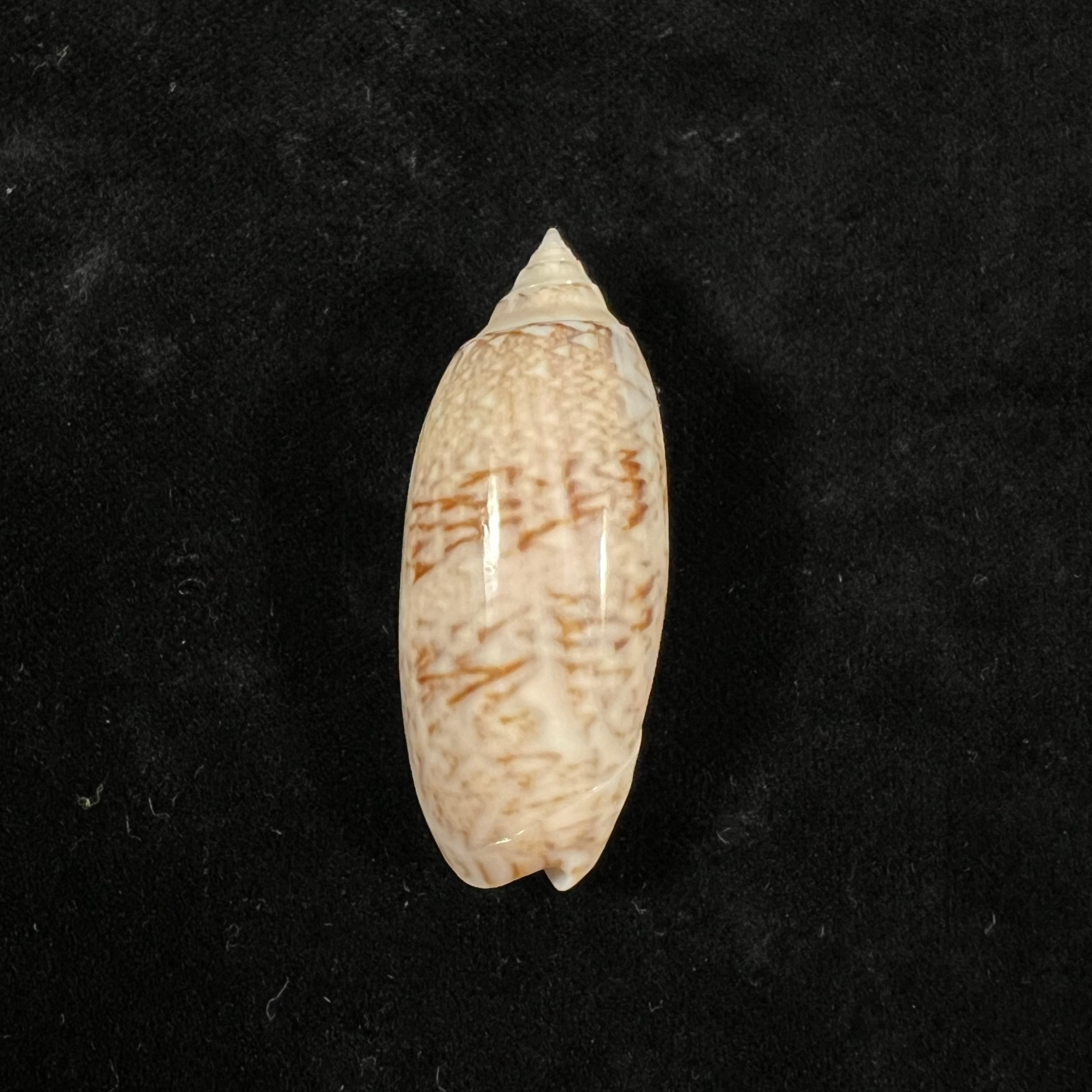 Oliva sayana Ravenel, 1834 - 46,1mm