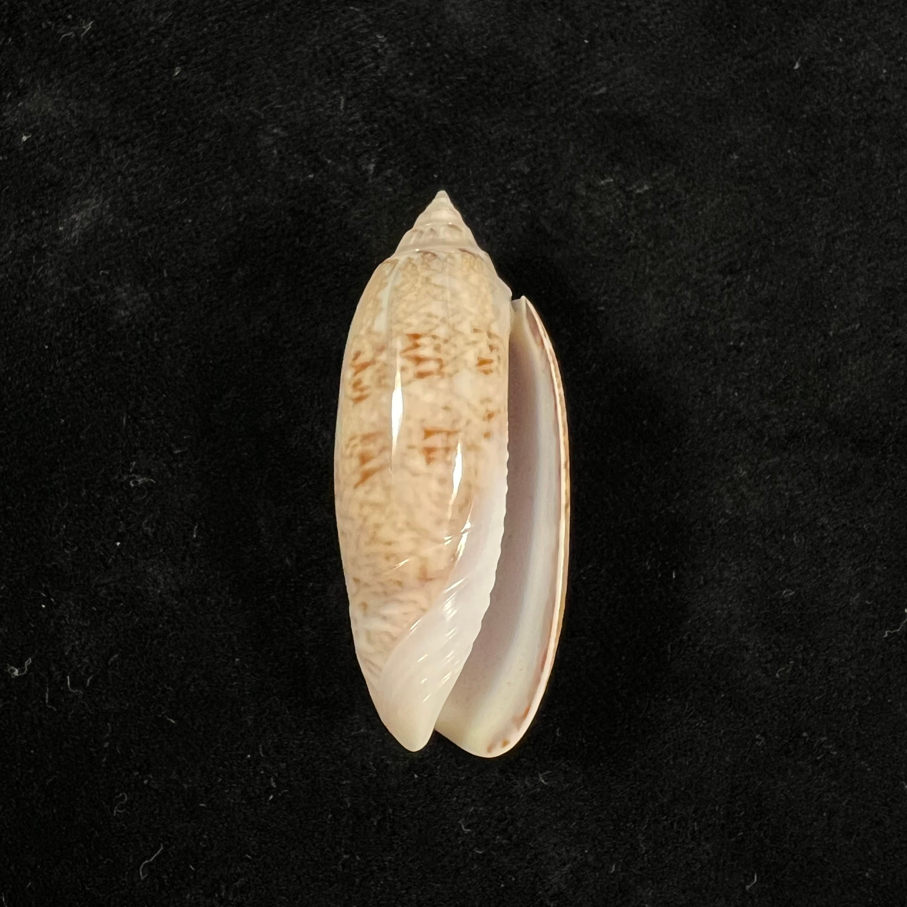 Oliva sayana Ravenel, 1834 - 46,1mm