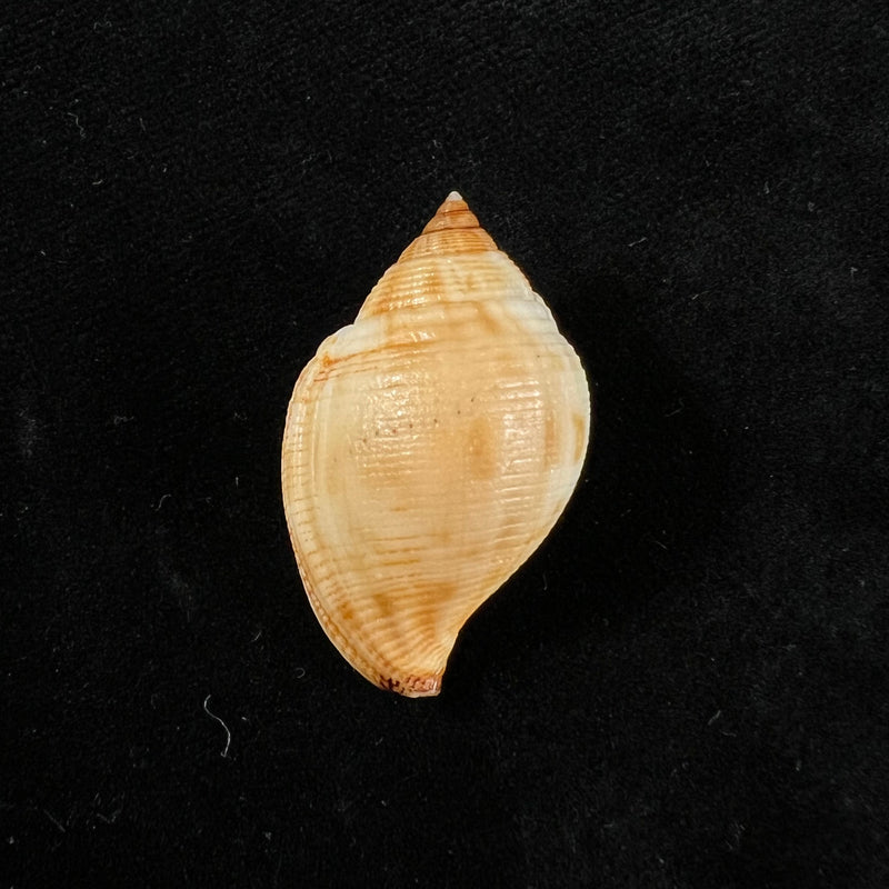 Sconsia striata (Lamarck, 1816) - 32,5mm