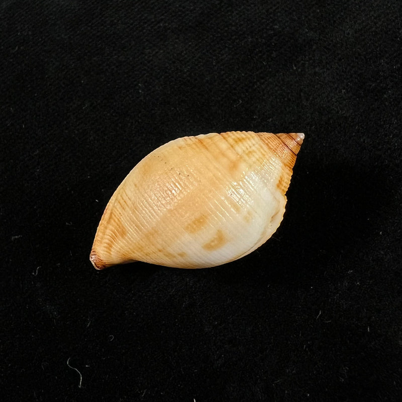 Sconsia striata (Lamarck, 1816) - 32,5mm