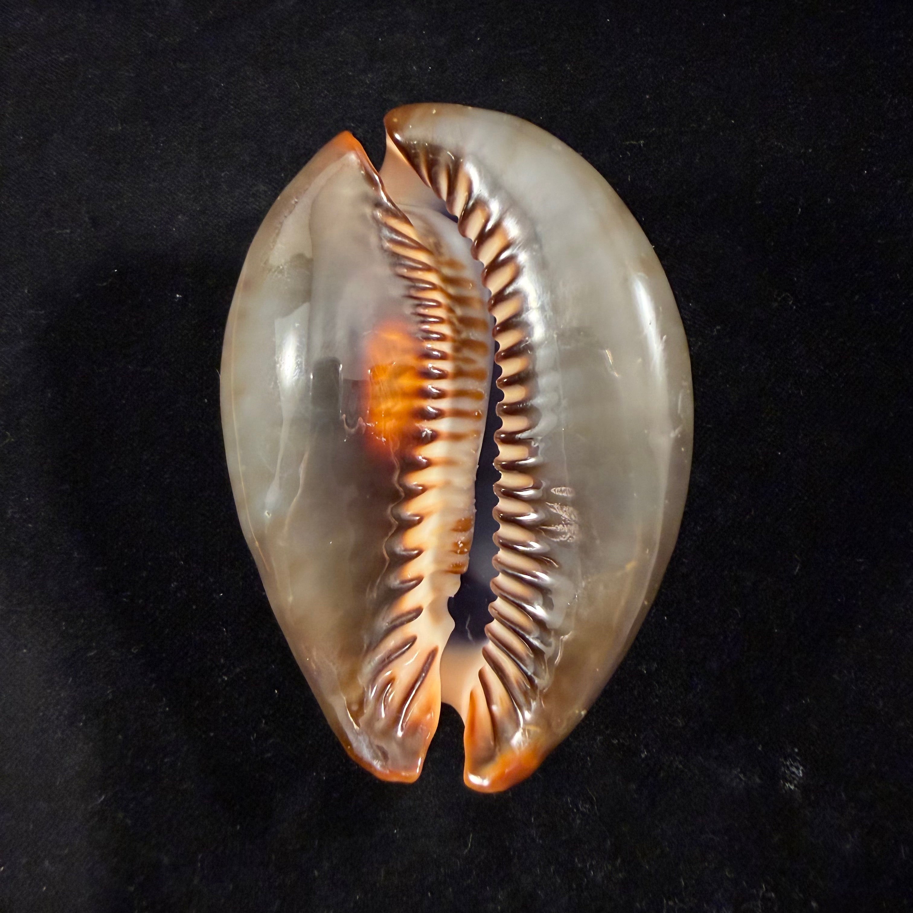 Mauritia mauritiana (Linnaeus, 1758) - 88,6mm