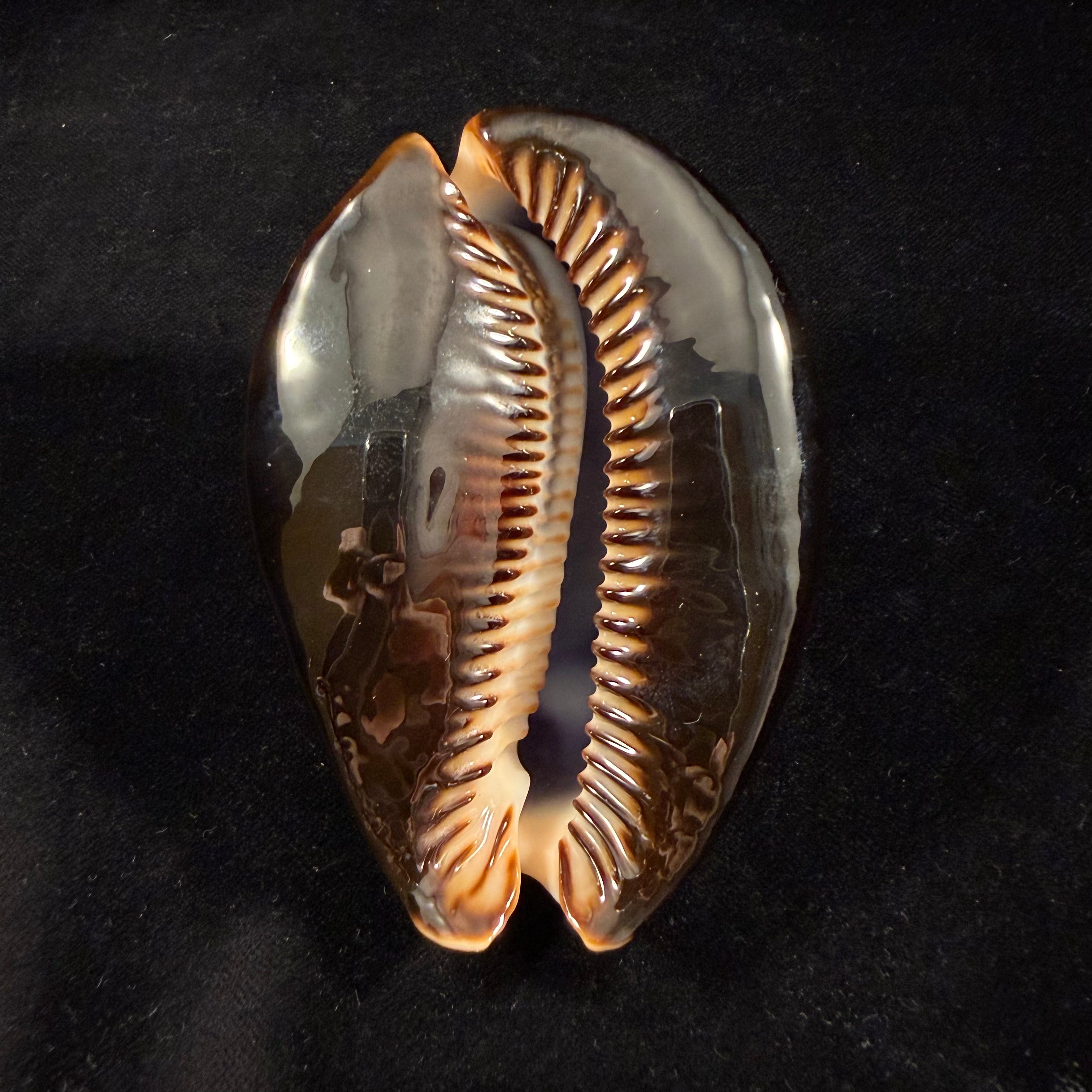 Mauritia mauritiana (Linnaeus, 1758) - 90,1mm
