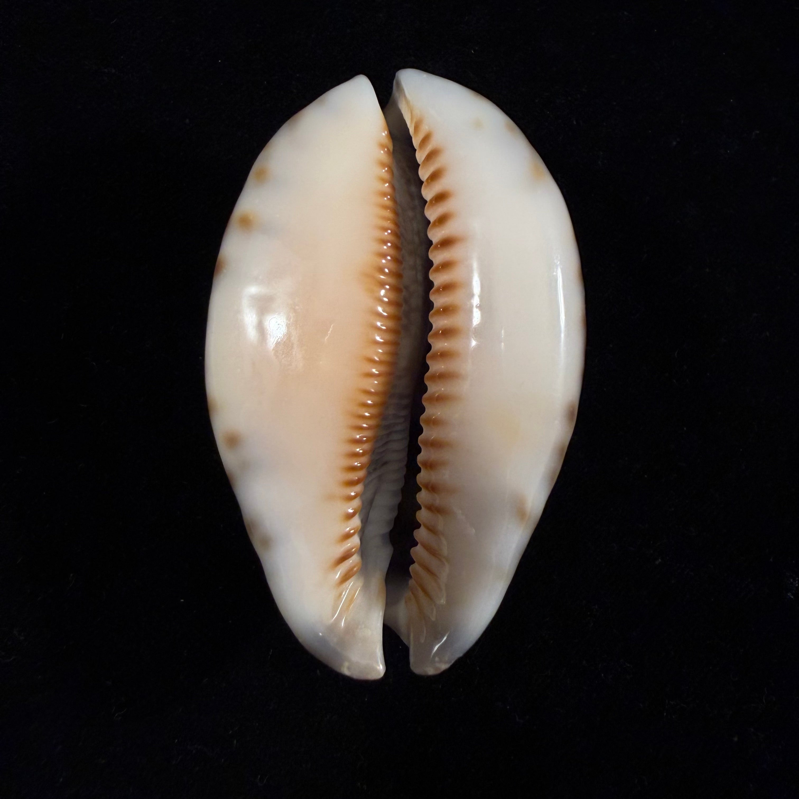 Mauritia arabica asiatica Schilder & Schilder, 1939 - 66,4mm