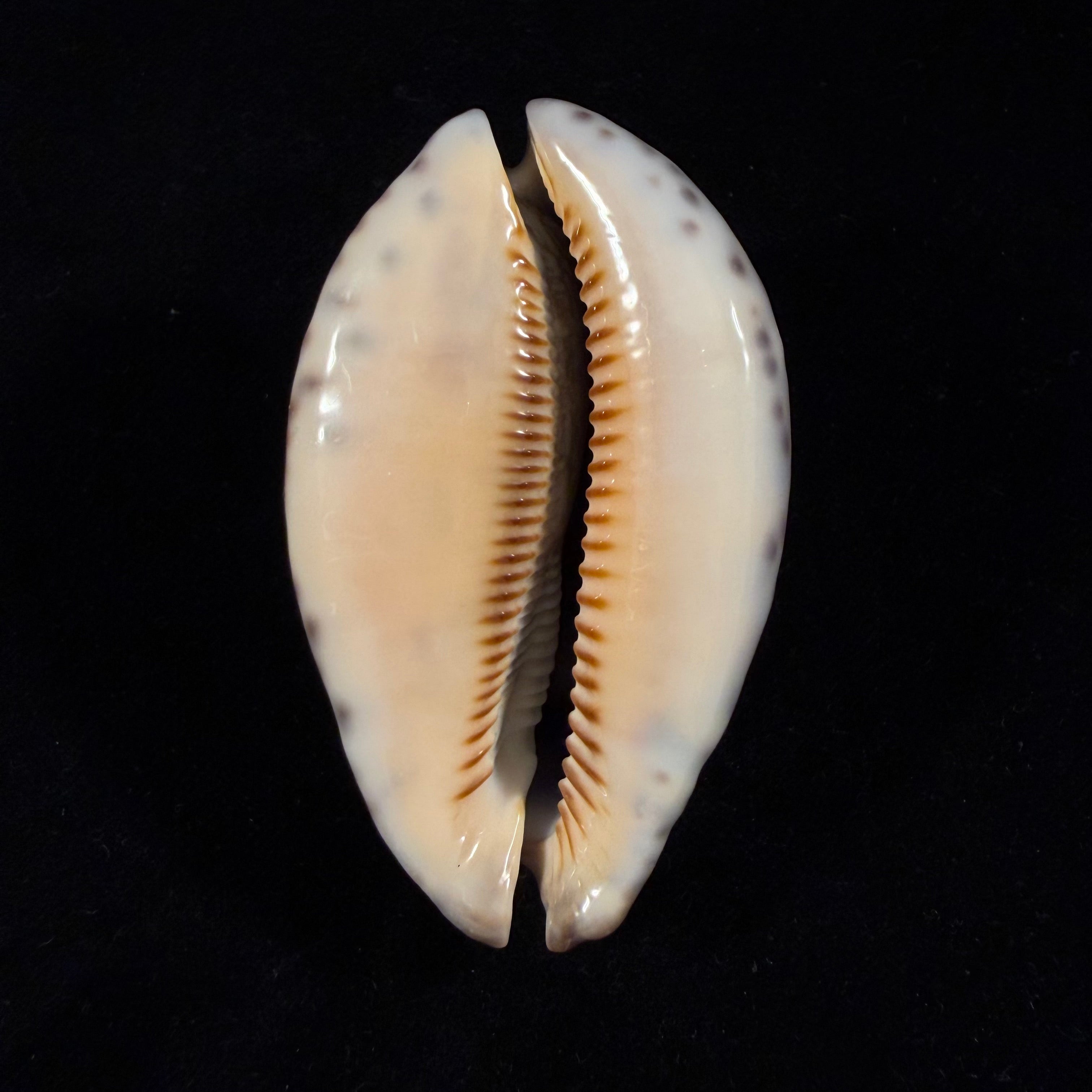 Mauritia arabica asiatica Schilder & Schilder, 1939 - 68,2mm