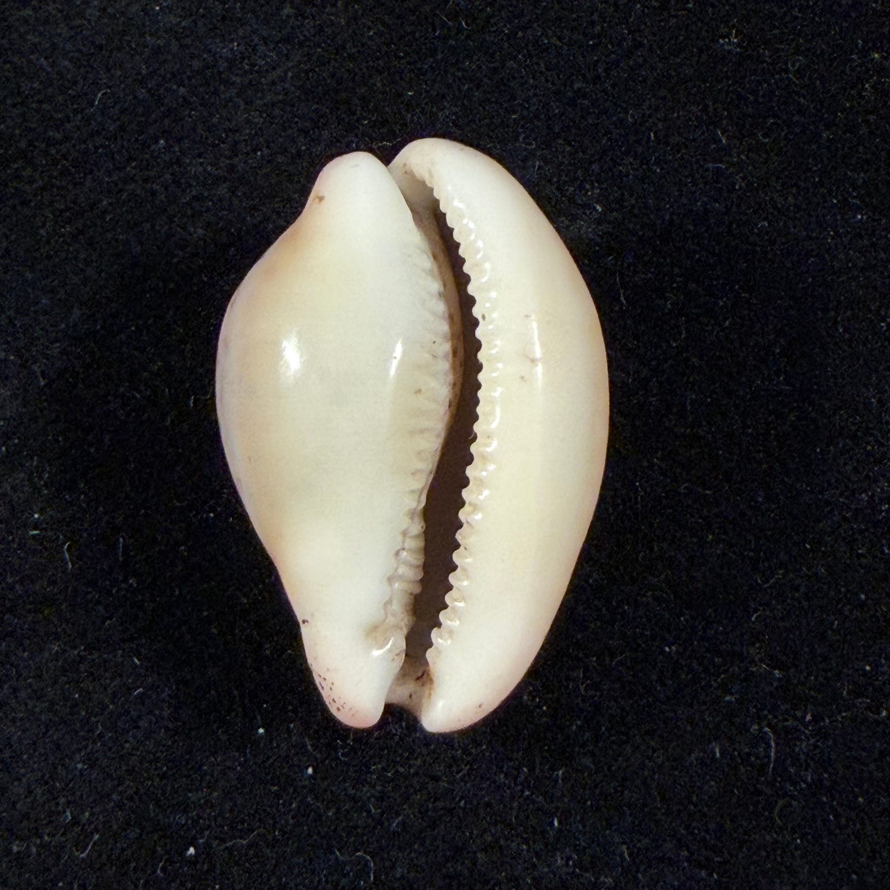 Luria cinerea brasiliensis Lorenz & Hubert, 1993 - 26,1mm