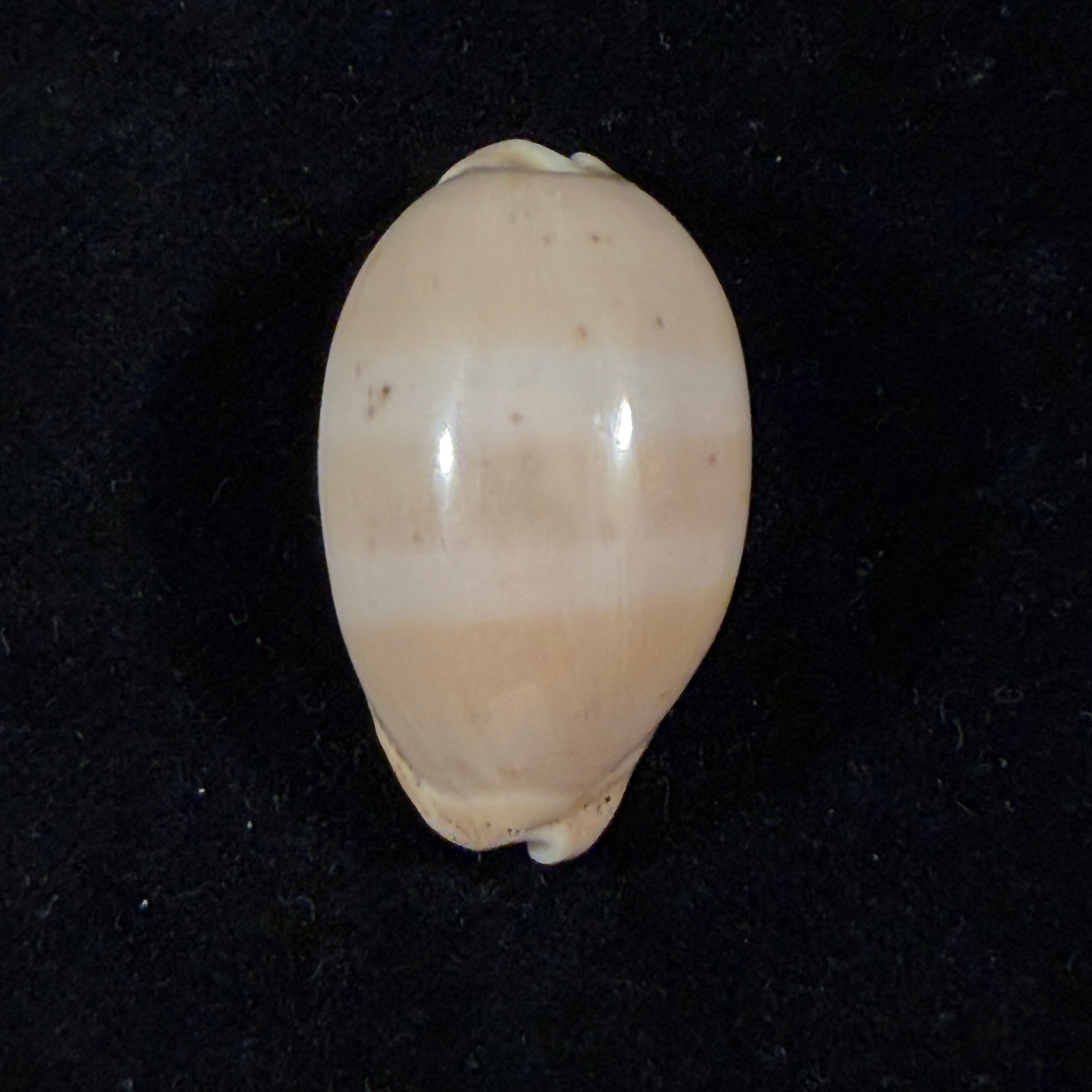 Luria cinerea brasiliensis Lorenz & Hubert, 1993 - 36,7mm
