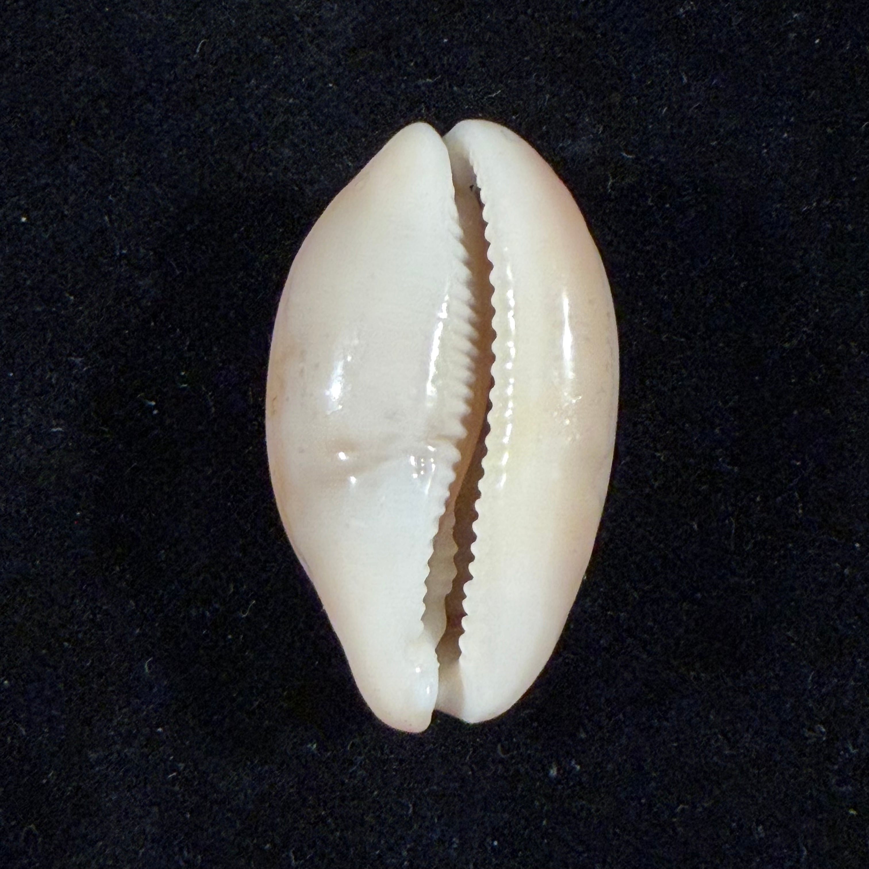 Luria cinerea brasiliensis Lorenz & Hubert, 1993 - 36,7mm