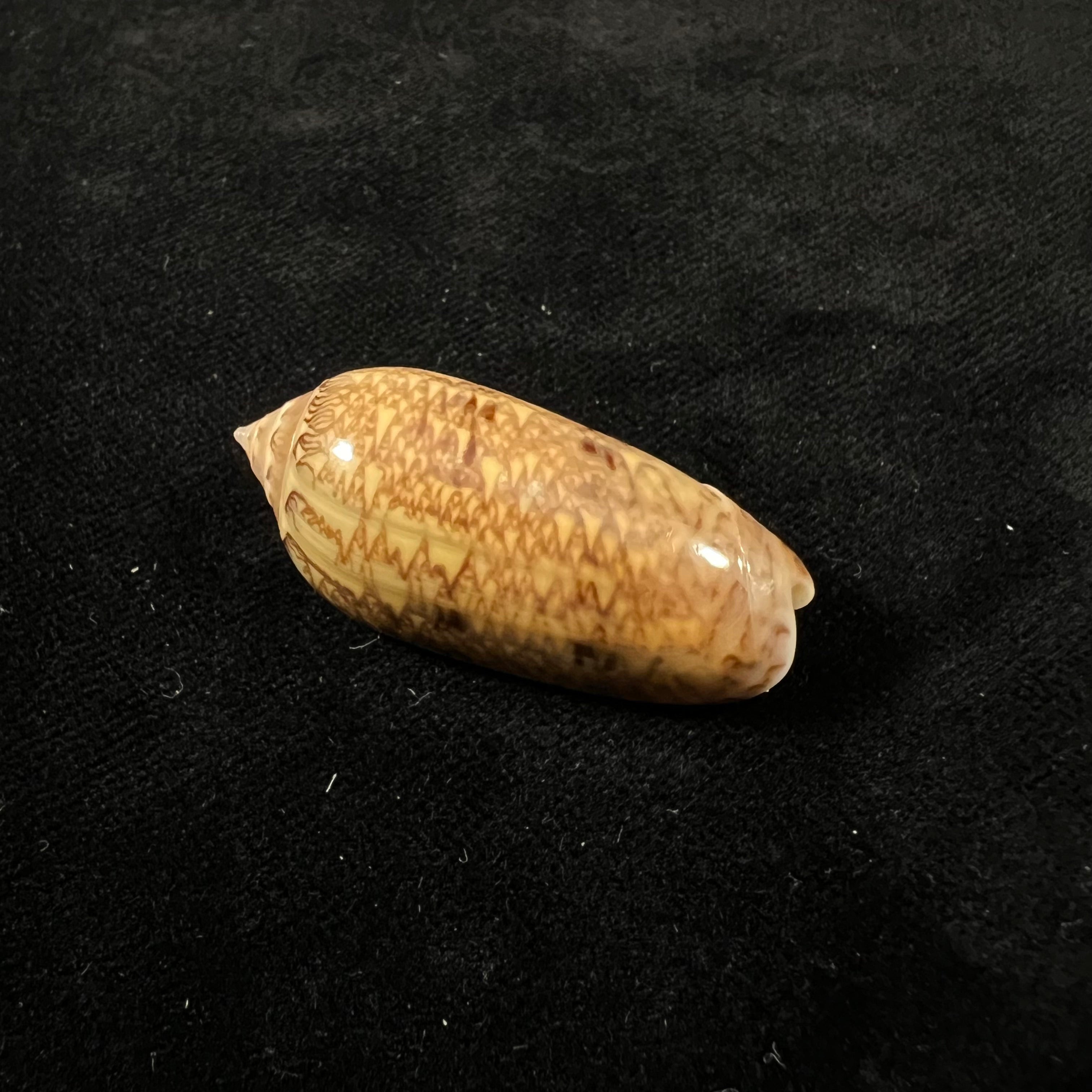 Oliva circinata jorioi Petuch, 2013 - 40,7mm