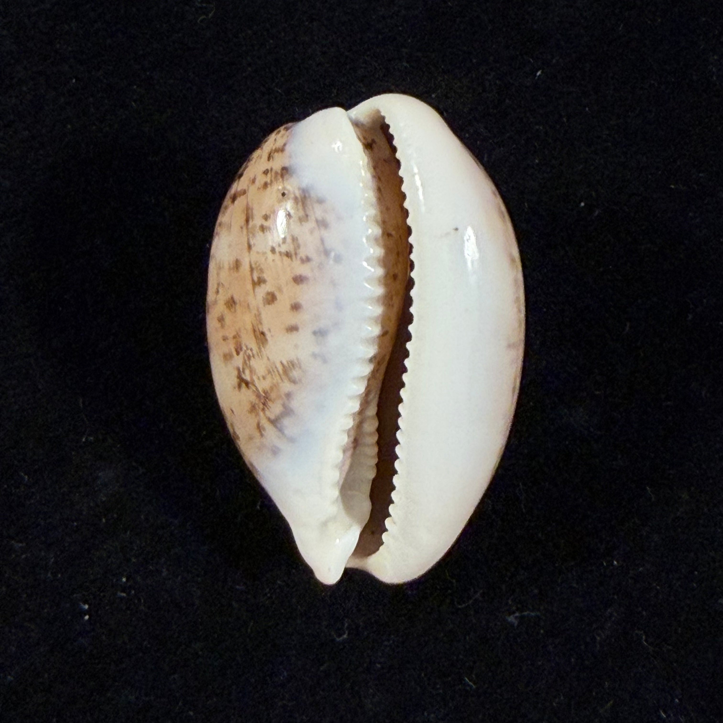 Luria cinerea brasiliensis Lorenz & Hubert, 1993 - 29,6mm