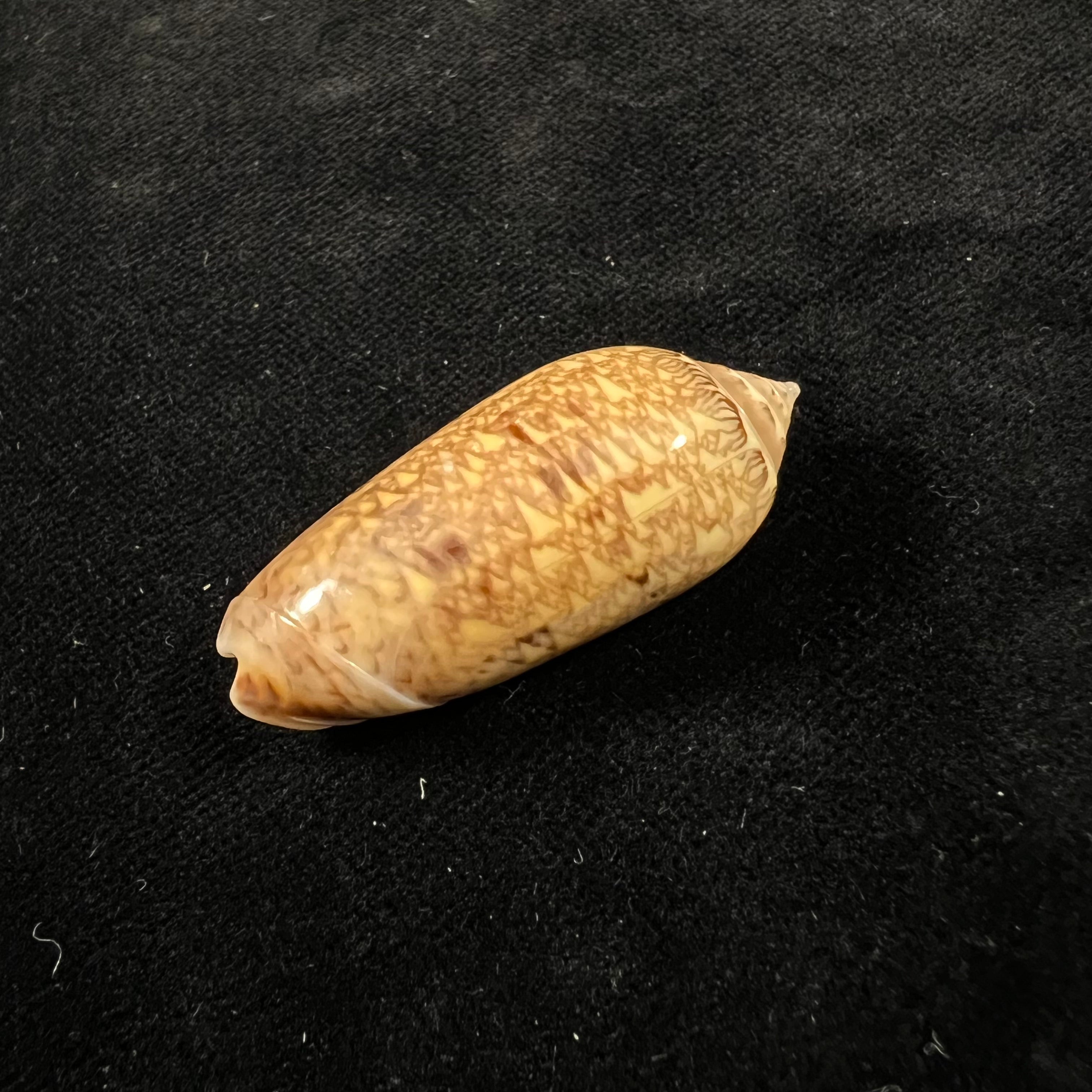 Oliva circinata jorioi Petuch, 2013 - 40,7mm