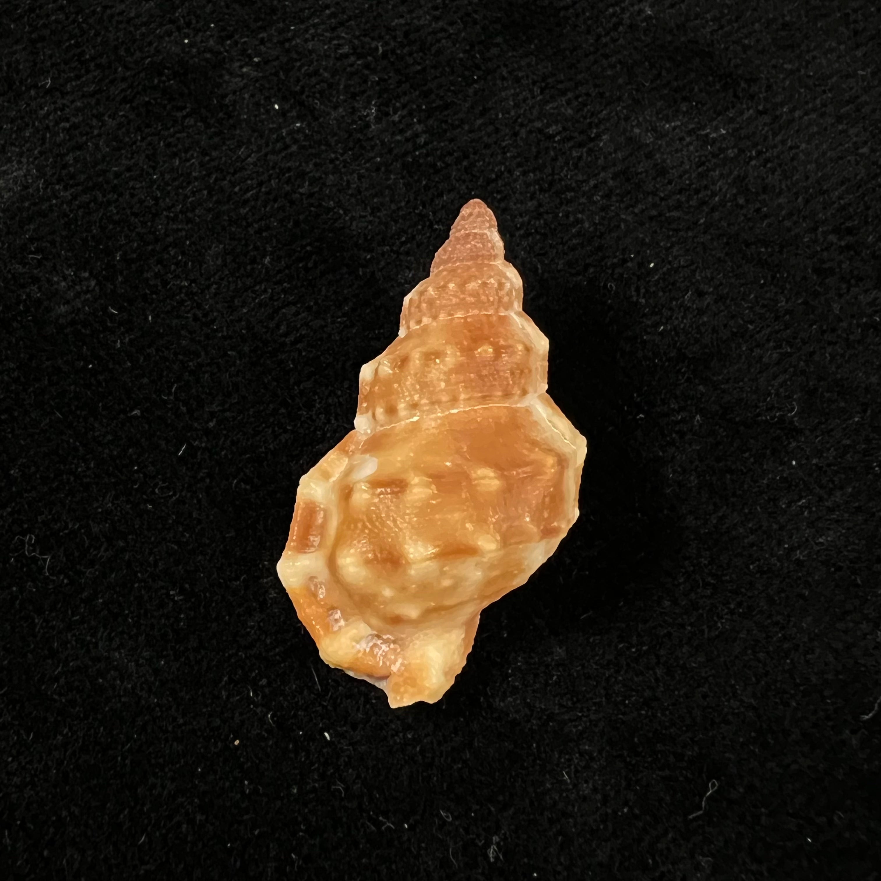 Dulcerana cubaniana (A. d'Orbigny, 1847) - 30,8mm