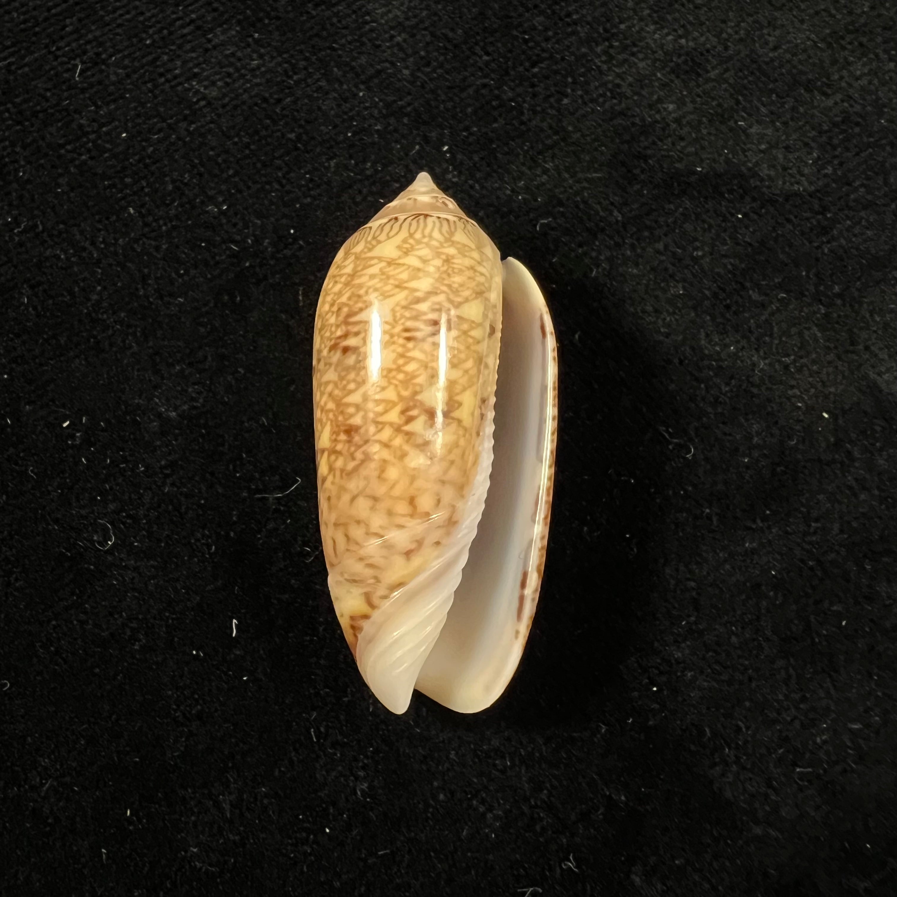 Oliva circinata jorioi Petuch, 2013 - 40,7mm