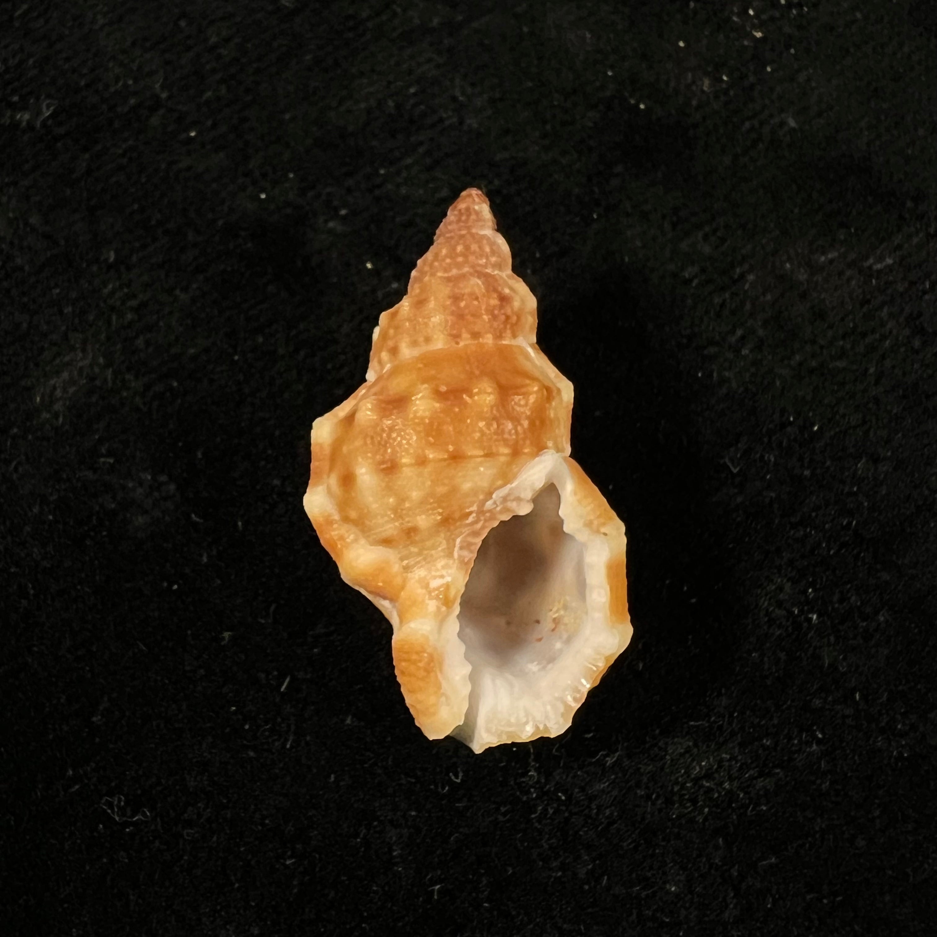 Dulcerana cubaniana (A. d'Orbigny, 1847) - 30,8mm