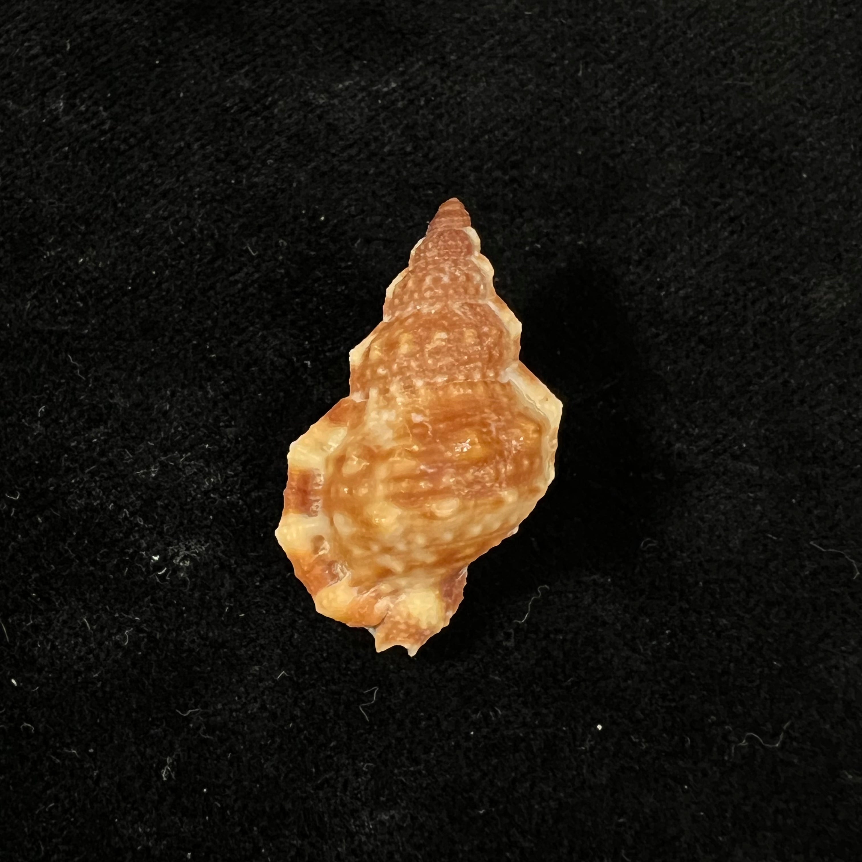 Dulcerana cubaniana (A. d'Orbigny, 1847) - 29,9mm