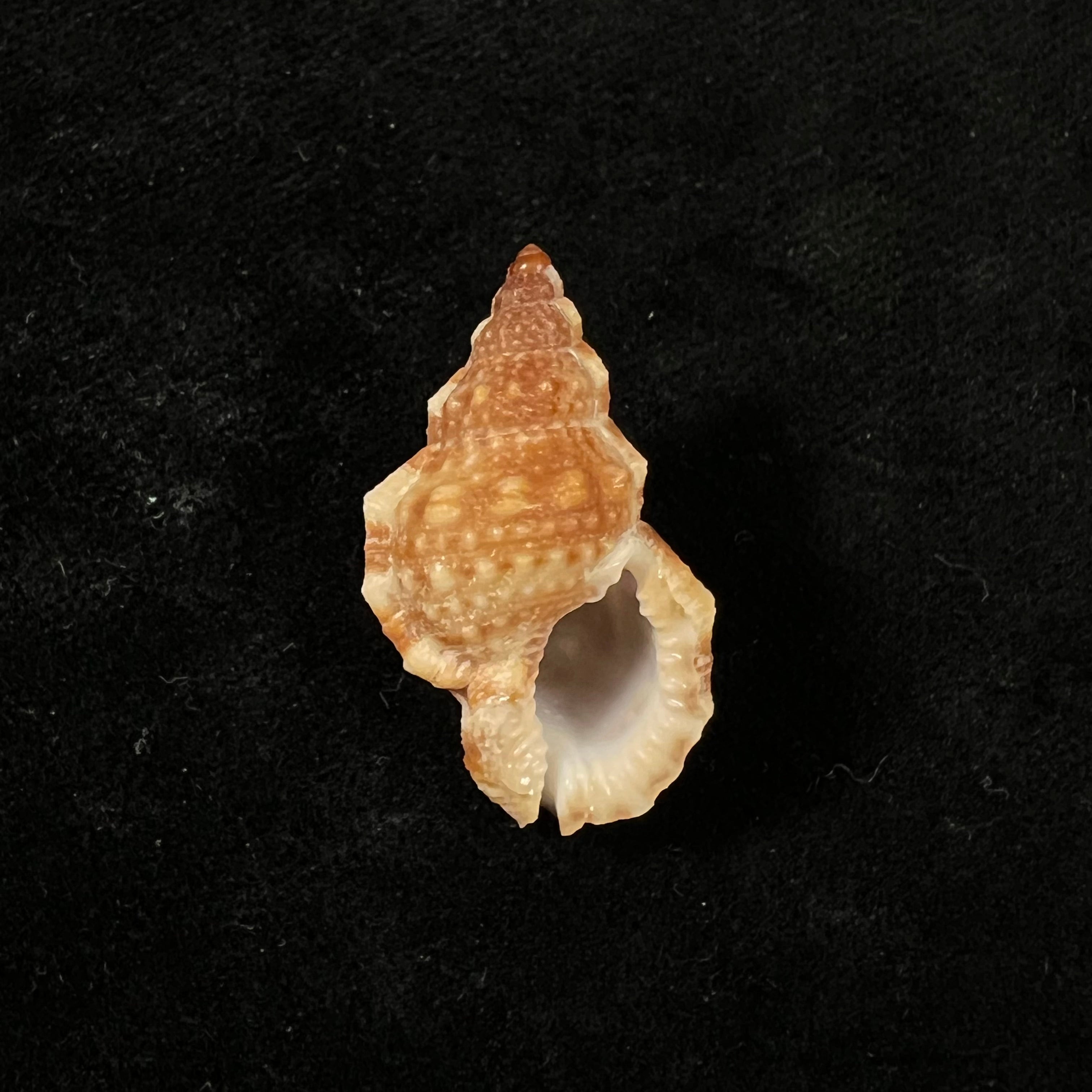 Dulcerana cubaniana (A. d'Orbigny, 1847) - 29,9mm