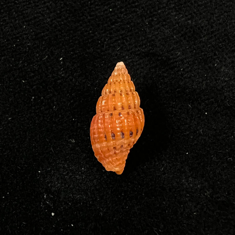 Vexillum pulchellum (Reeve, 1844) - 17,3mm