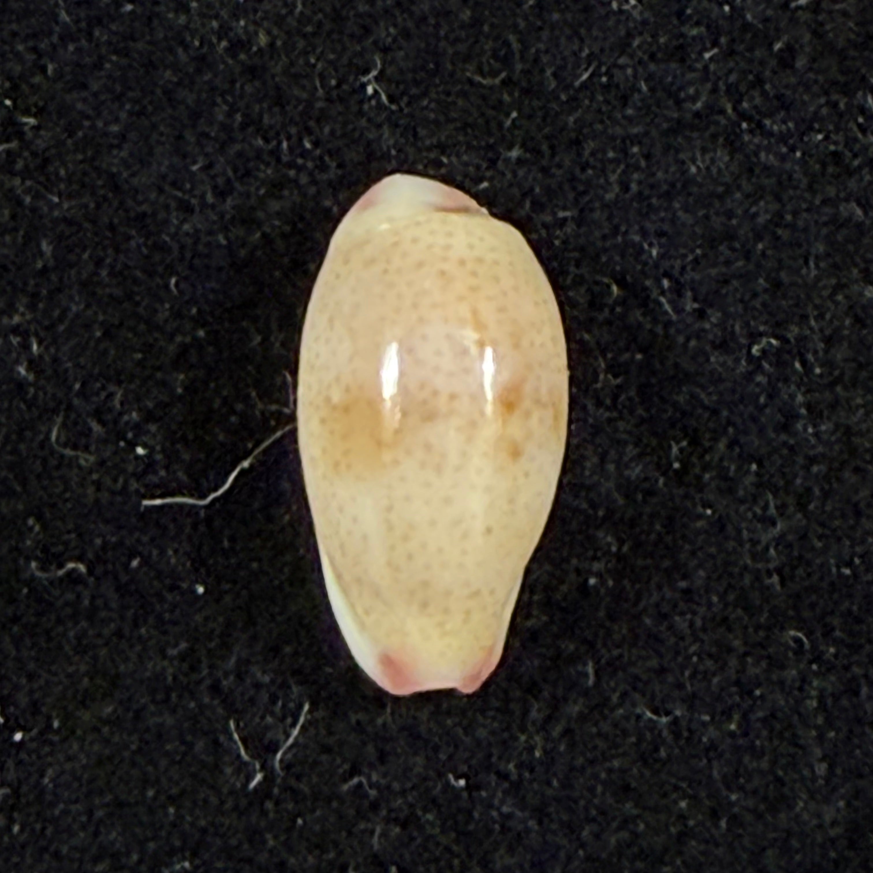 Purpuradusta fimbriata (Gmelin, 1791) - 11,5mm