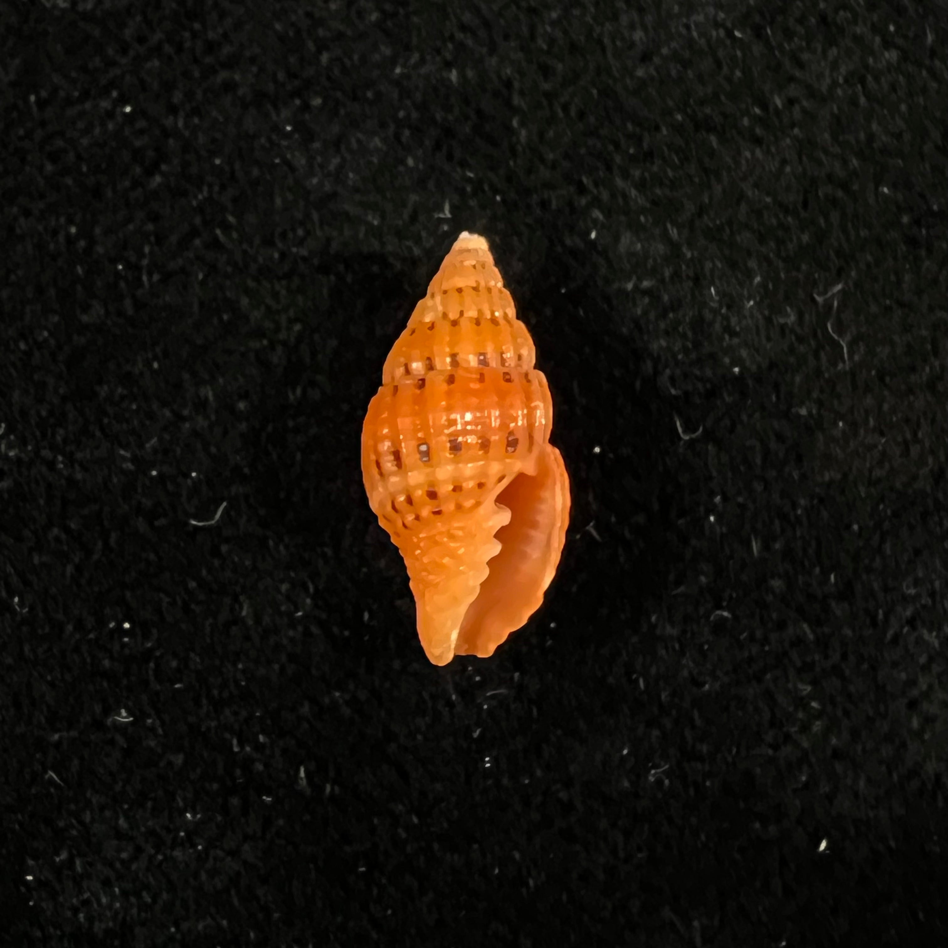Vexillum pulchellum (Reeve, 1844) - 17,3mm