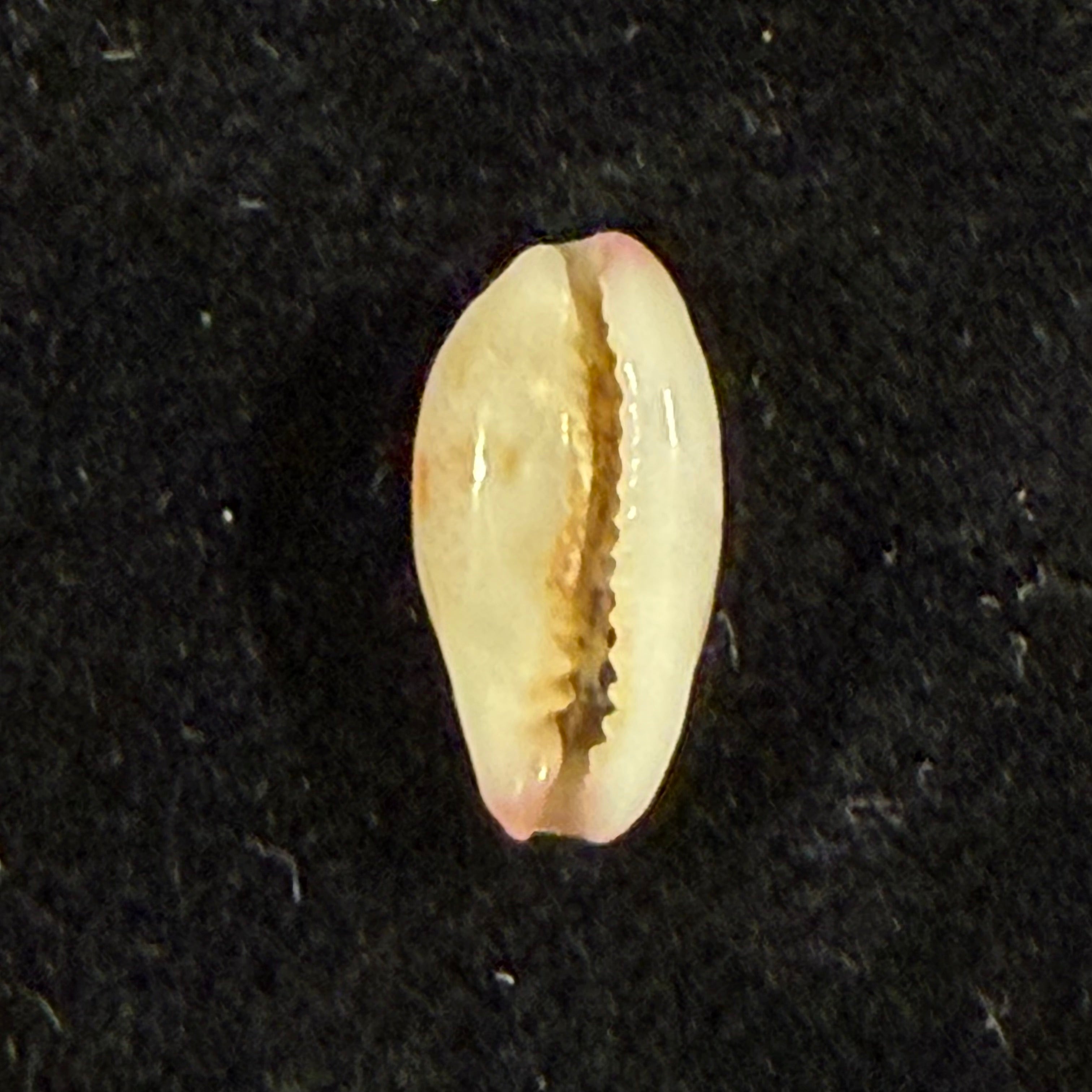 Purpuradusta fimbriata (Gmelin, 1791) - 11,5mm