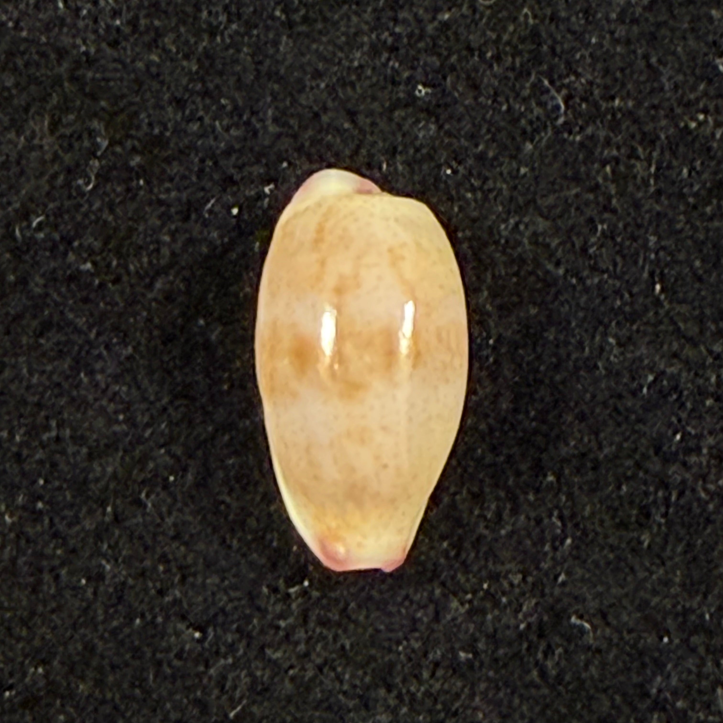 Purpuradusta fimbriata (Gmelin, 1791) - 11,8mm