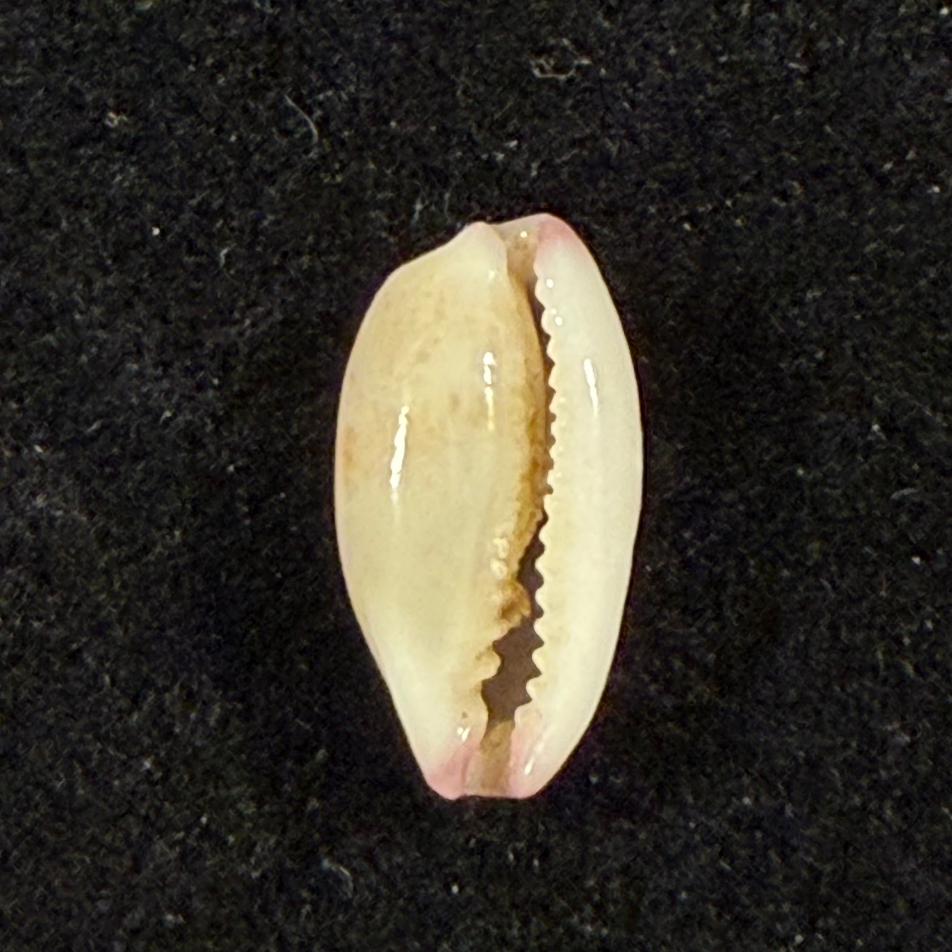 Purpuradusta fimbriata (Gmelin, 1791) - 11,8mm