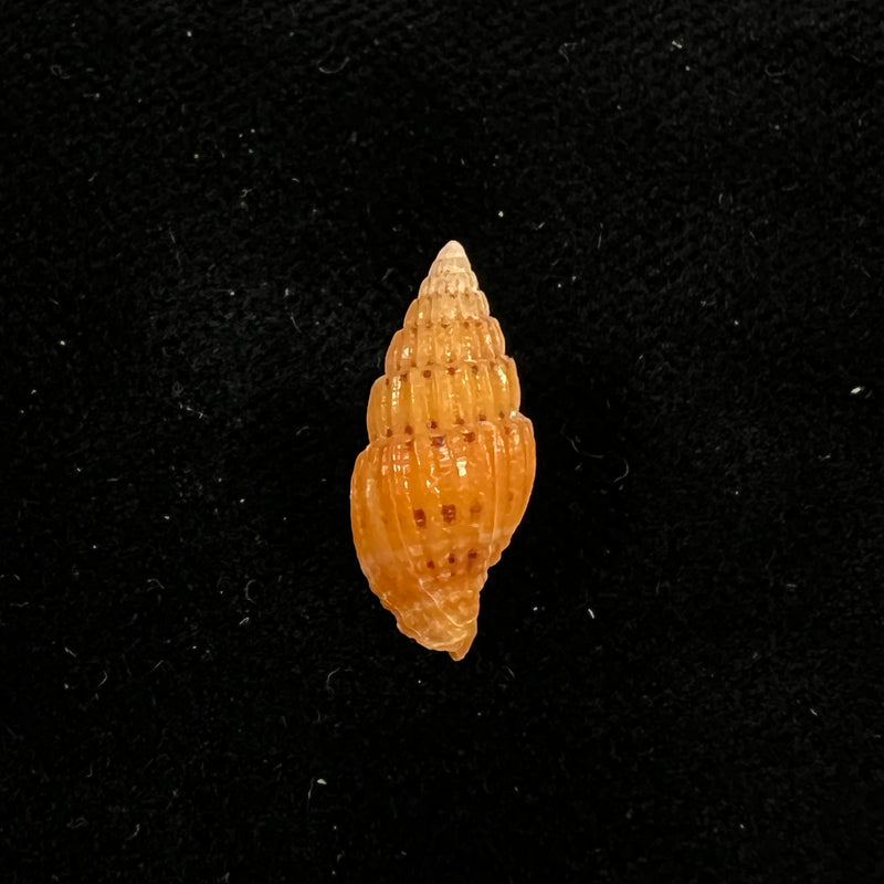 Vexillum pulchellum (Reeve, 1844) - 16,2mm